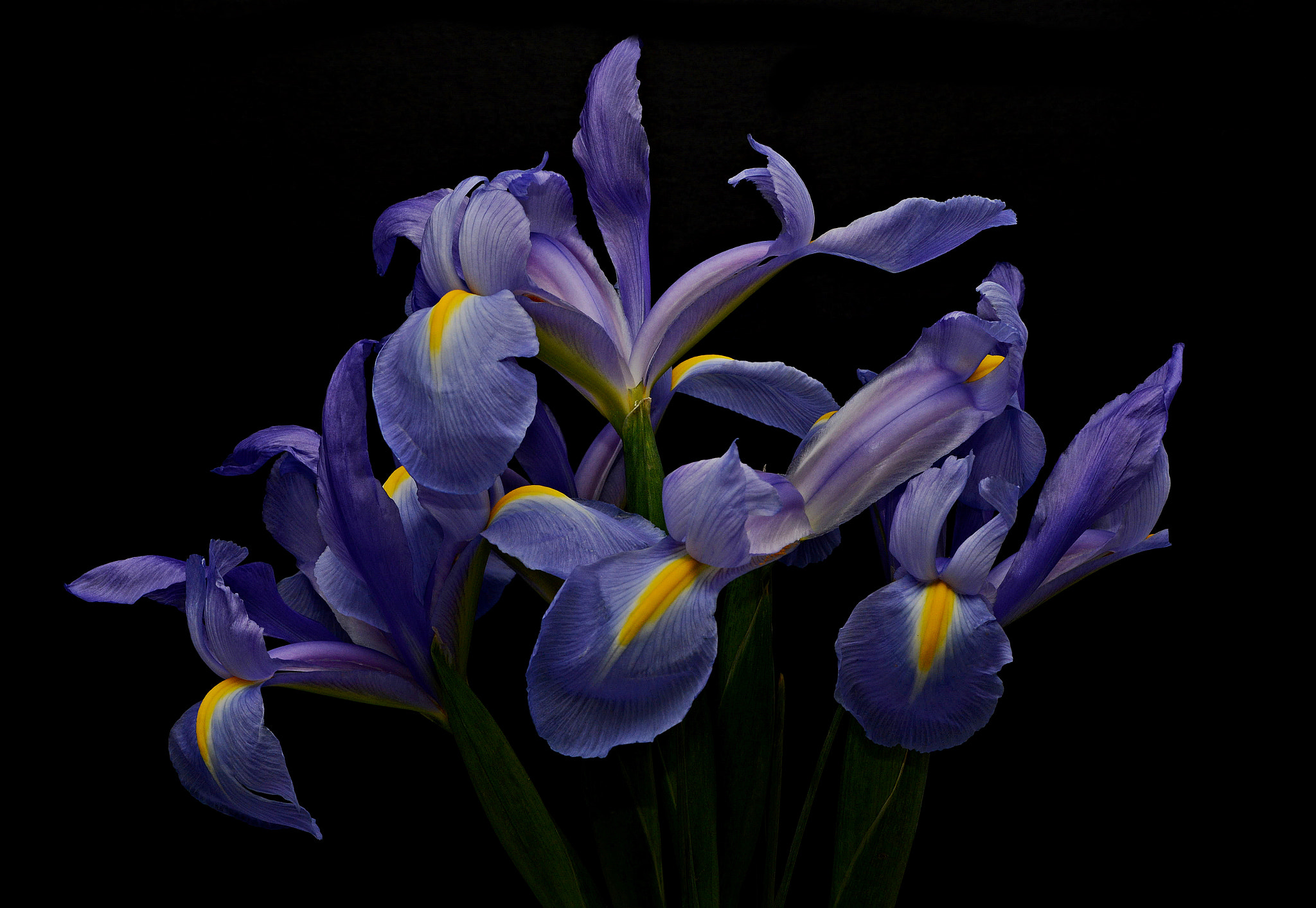 Tamron SP 70-200mm F2.8 Di VC USD sample photo. Blue iris bouquet photography
