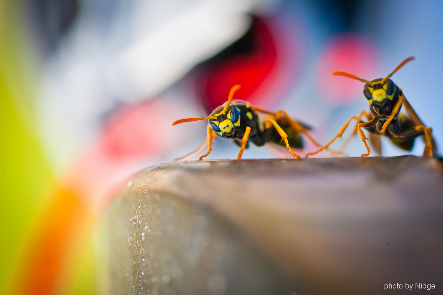 Canon EOS-1Ds Mark II sample photo. Wasps photography