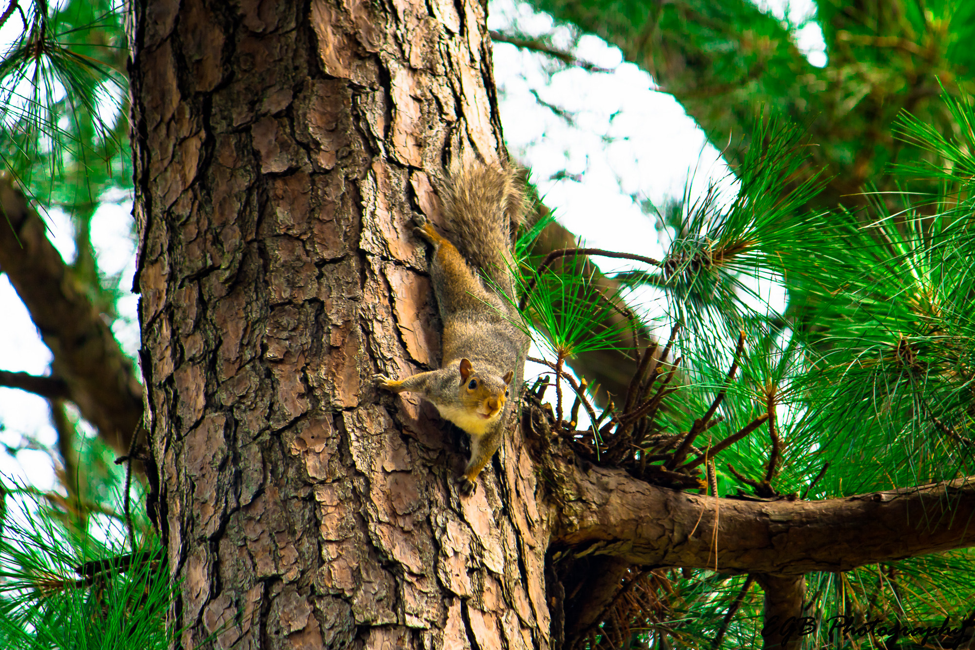 Canon EF-S 55-250mm F4-5.6 IS sample photo. May i help you photography