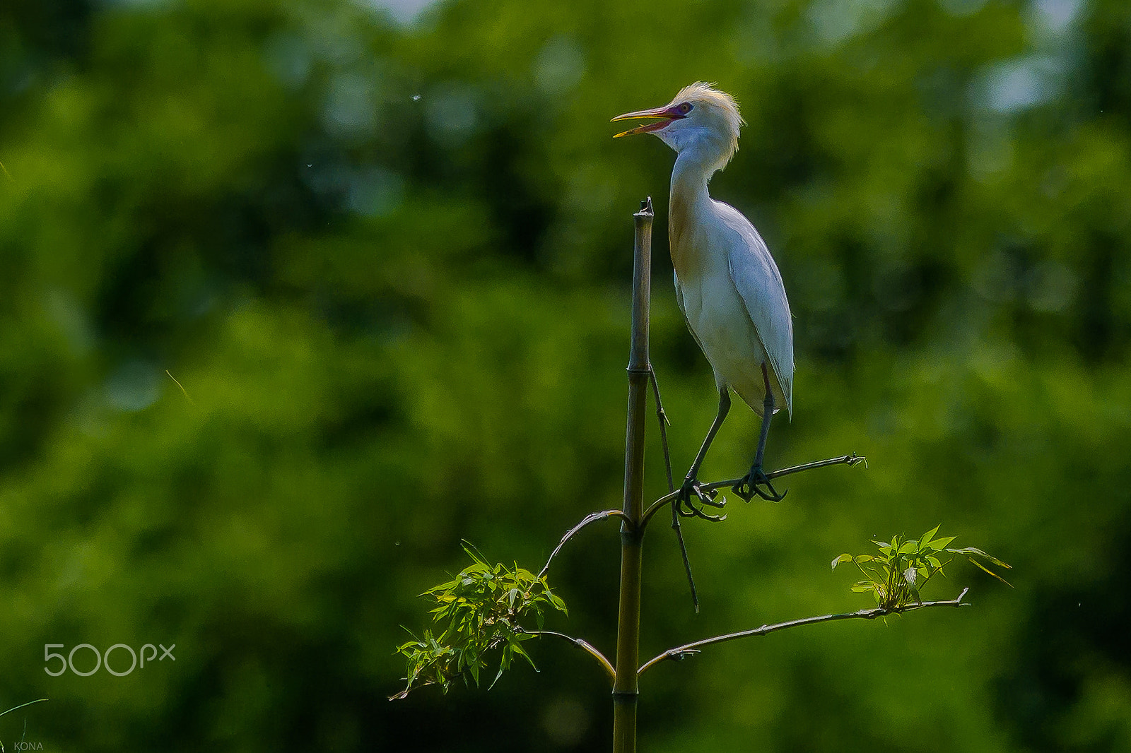 Nikon AF-S Nikkor 400mm F2.8G ED VR II sample photo. Amasagi photography