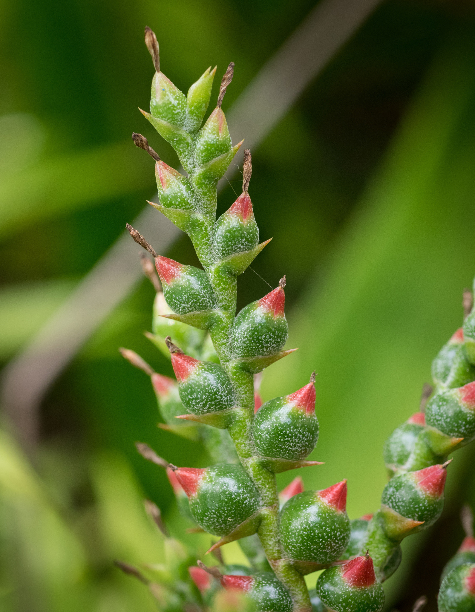 Olympus OM-D E-M1 + OLYMPUS 50mm Lens sample photo. Bromeliad photography