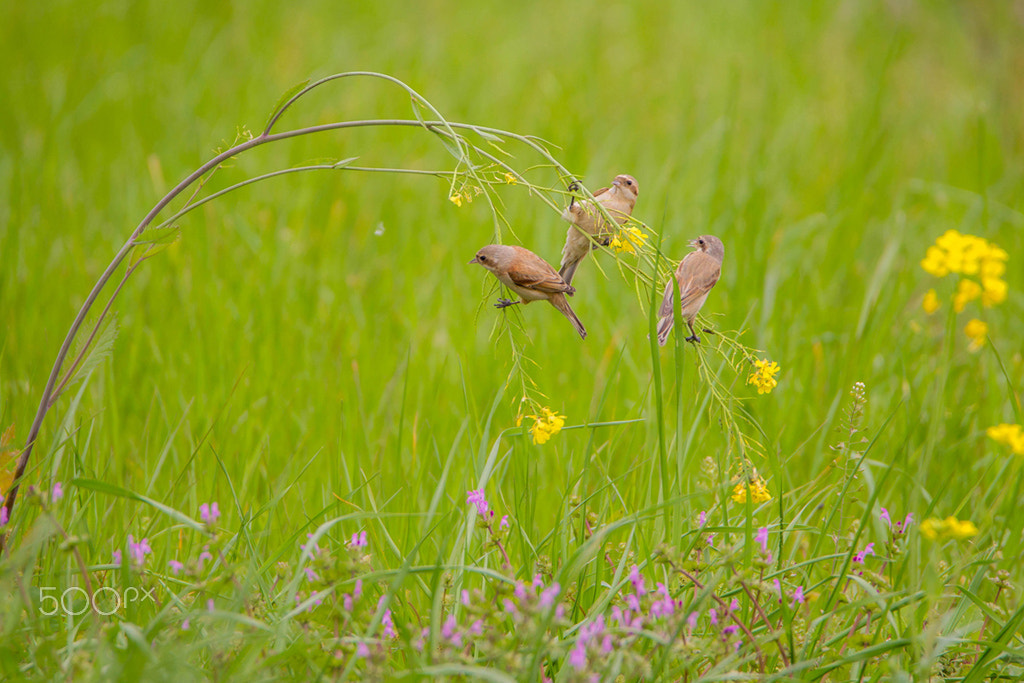 Canon EOS-1D Mark IV sample photo. Birds and flowers photography