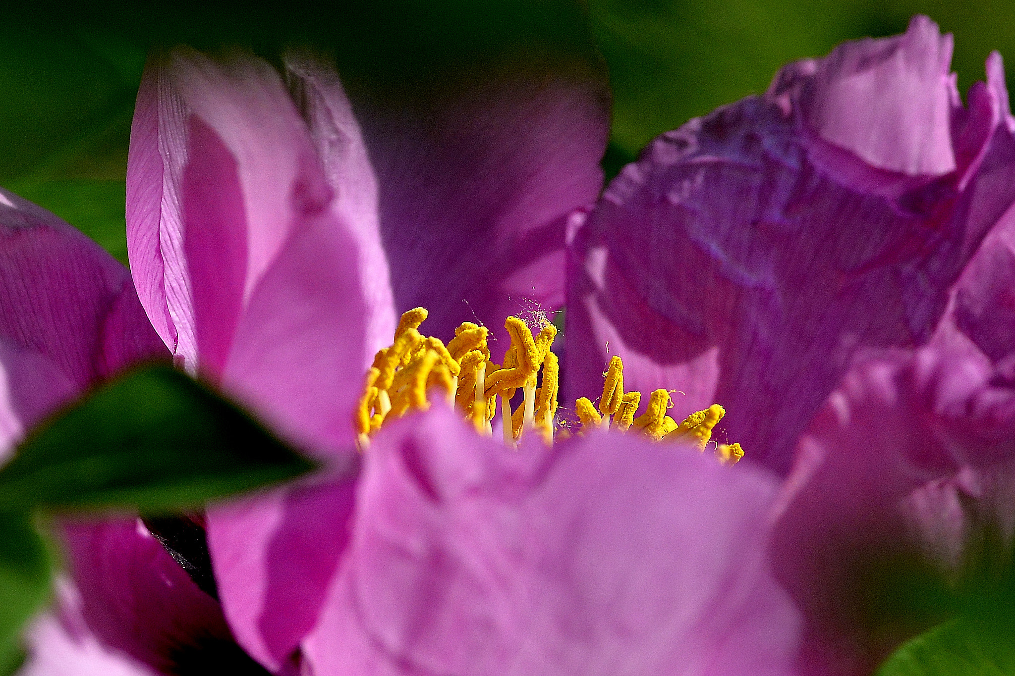 ZEISS Makro-Planar T* 100mm F2 sample photo. 蕊·勃勃生机 photography
