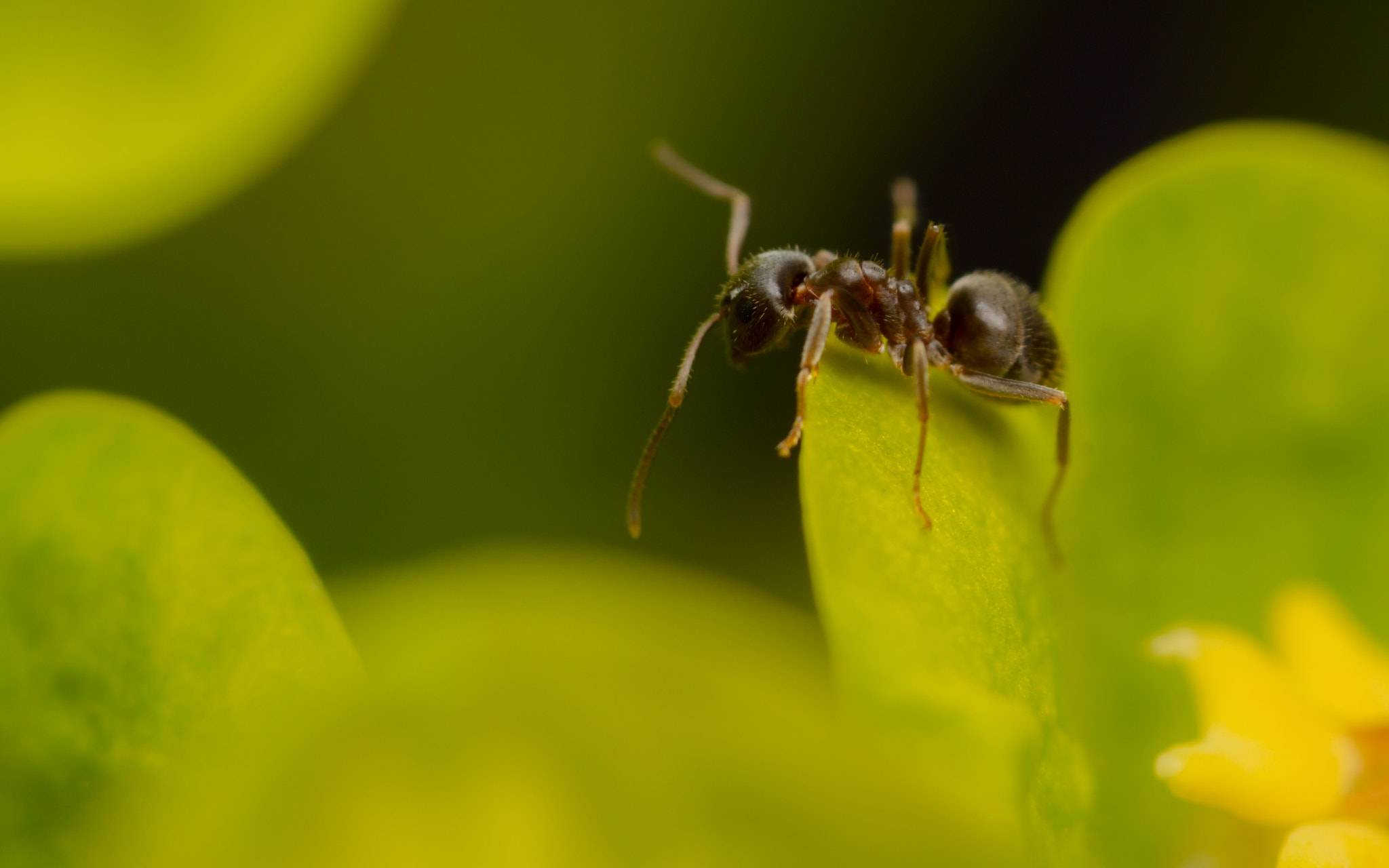 Canon MP-E 65mm F2.5 1-5x Macro Photo sample photo. Euphorbi-ants 2 photography
