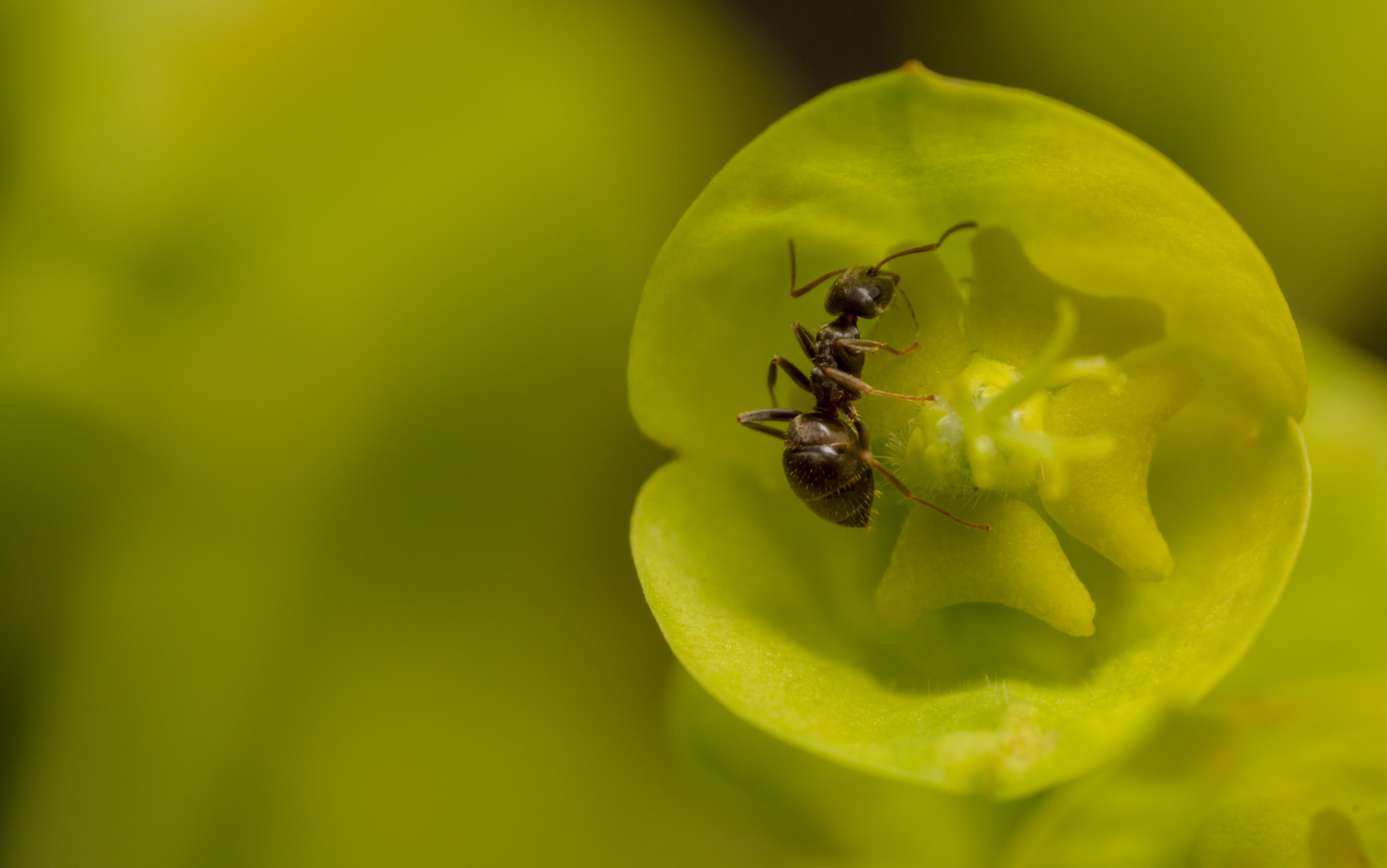 Canon MP-E 65mm F2.5 1-5x Macro Photo sample photo. Euphorbi-ants 4 photography