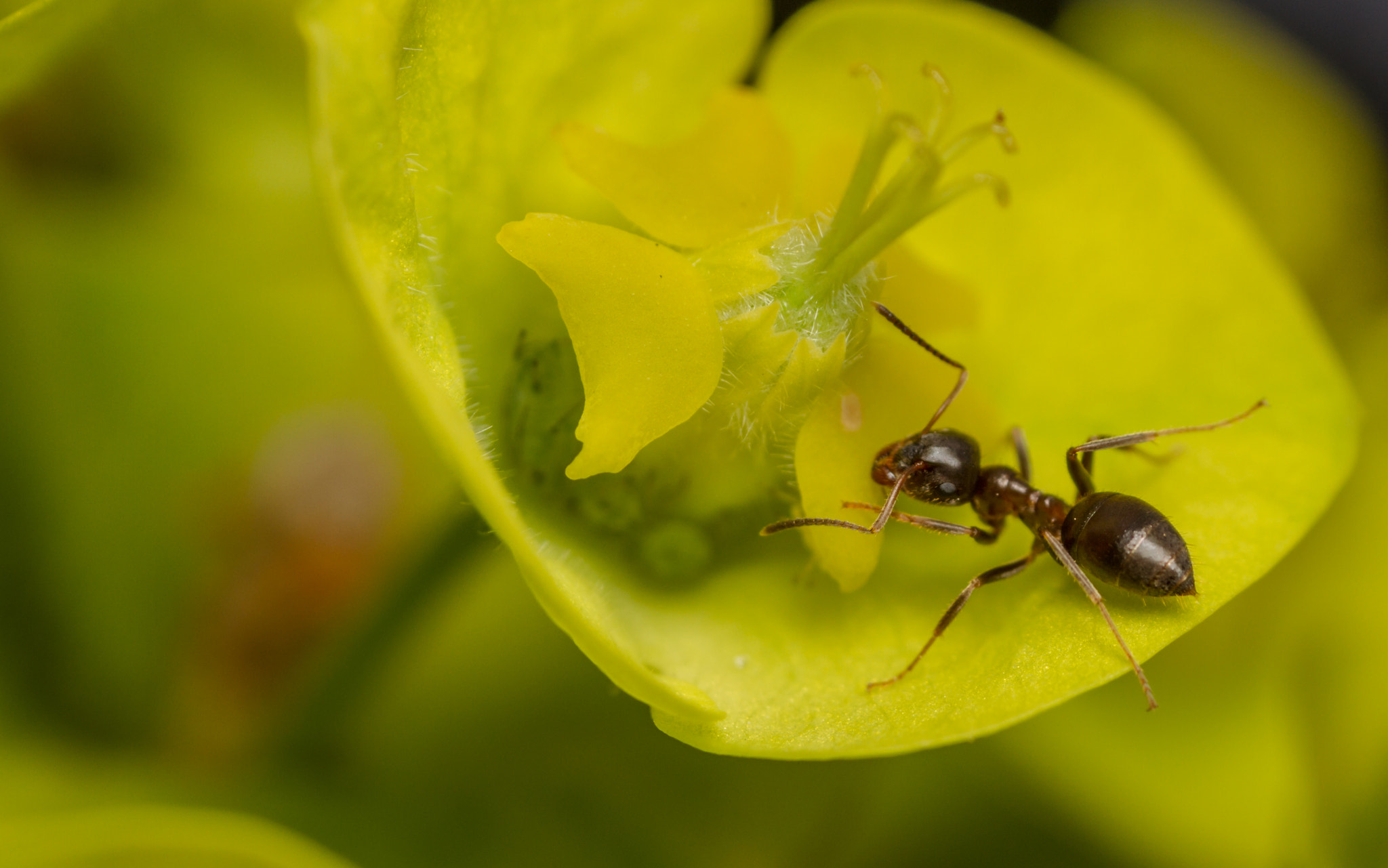 Canon MP-E 65mm F2.5 1-5x Macro Photo sample photo. Euphorbi-ants 3 photography