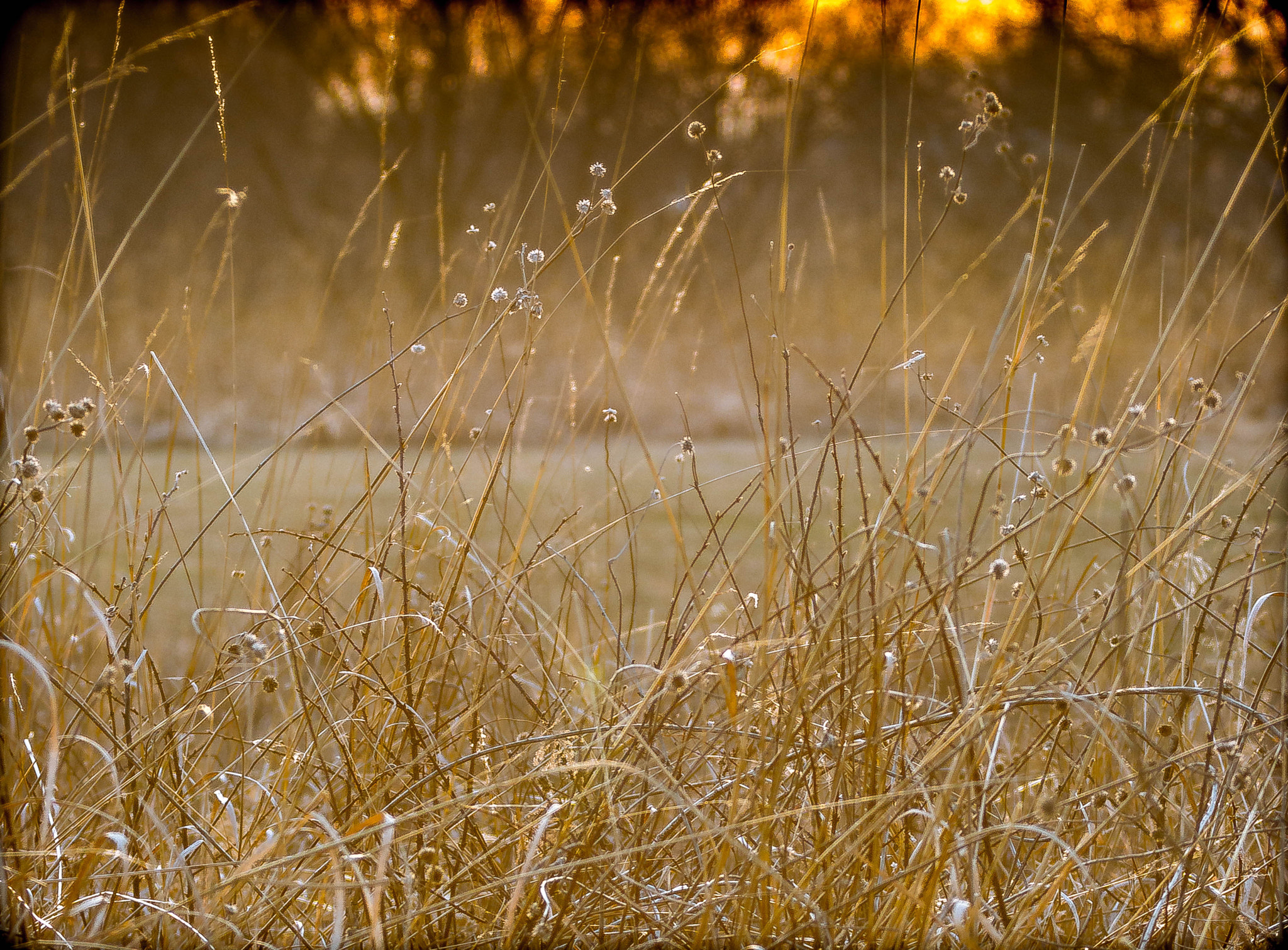 Canon EF 70-200mm F2.8L IS II USM sample photo. Sunset field photography