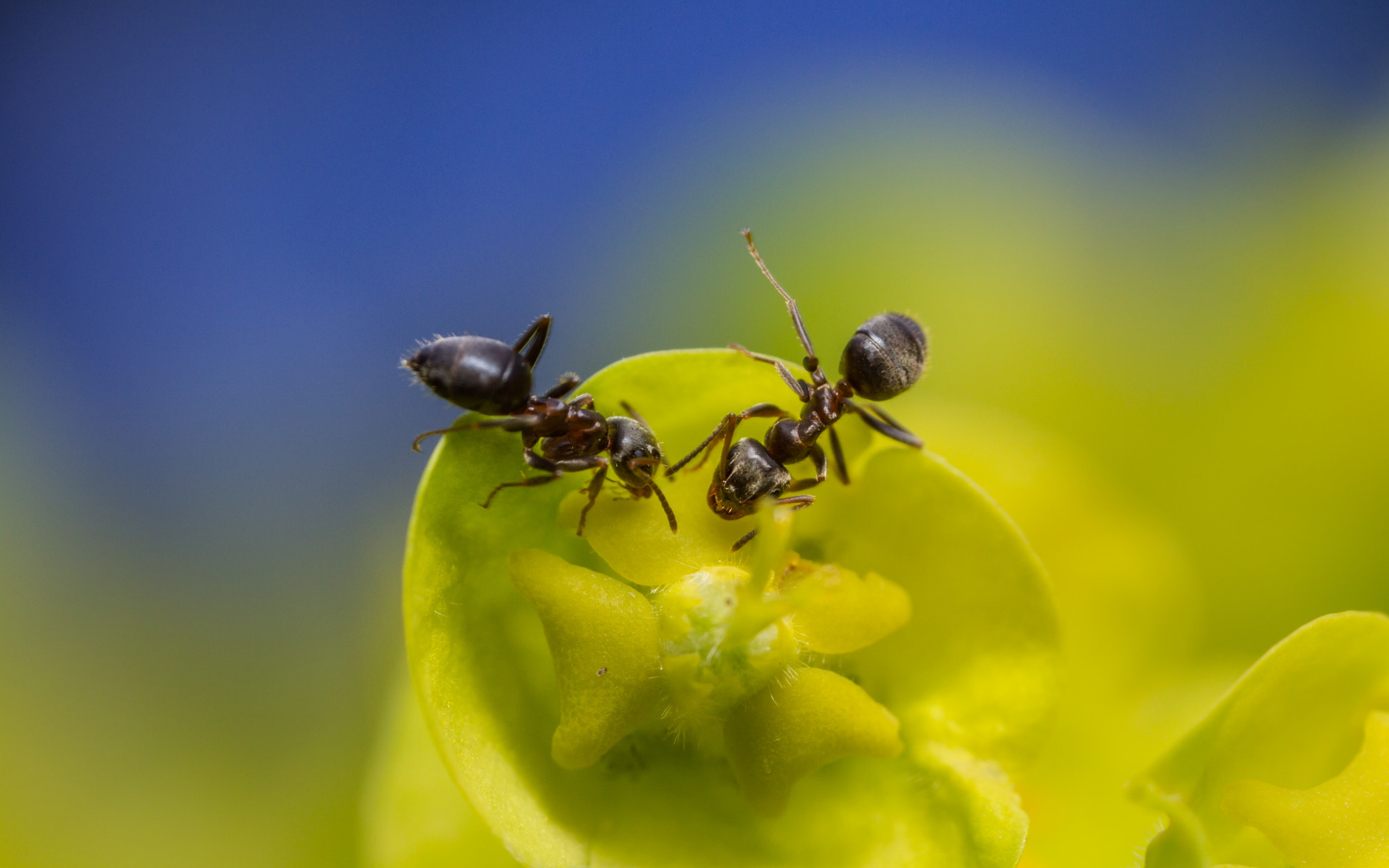 Canon MP-E 65mm F2.5 1-5x Macro Photo sample photo. Euphorbi-ants 1 photography