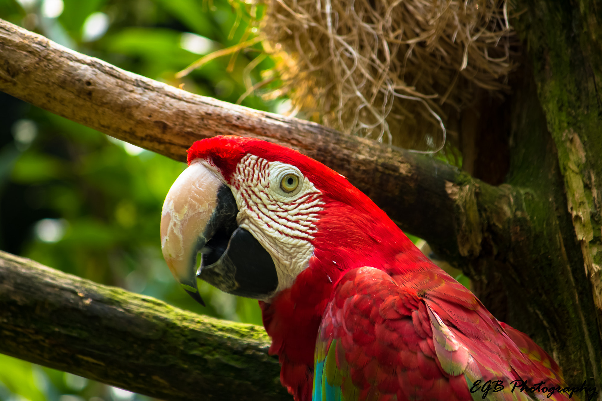 Canon EF-S 55-250mm F4-5.6 IS sample photo. Hello my firends photography