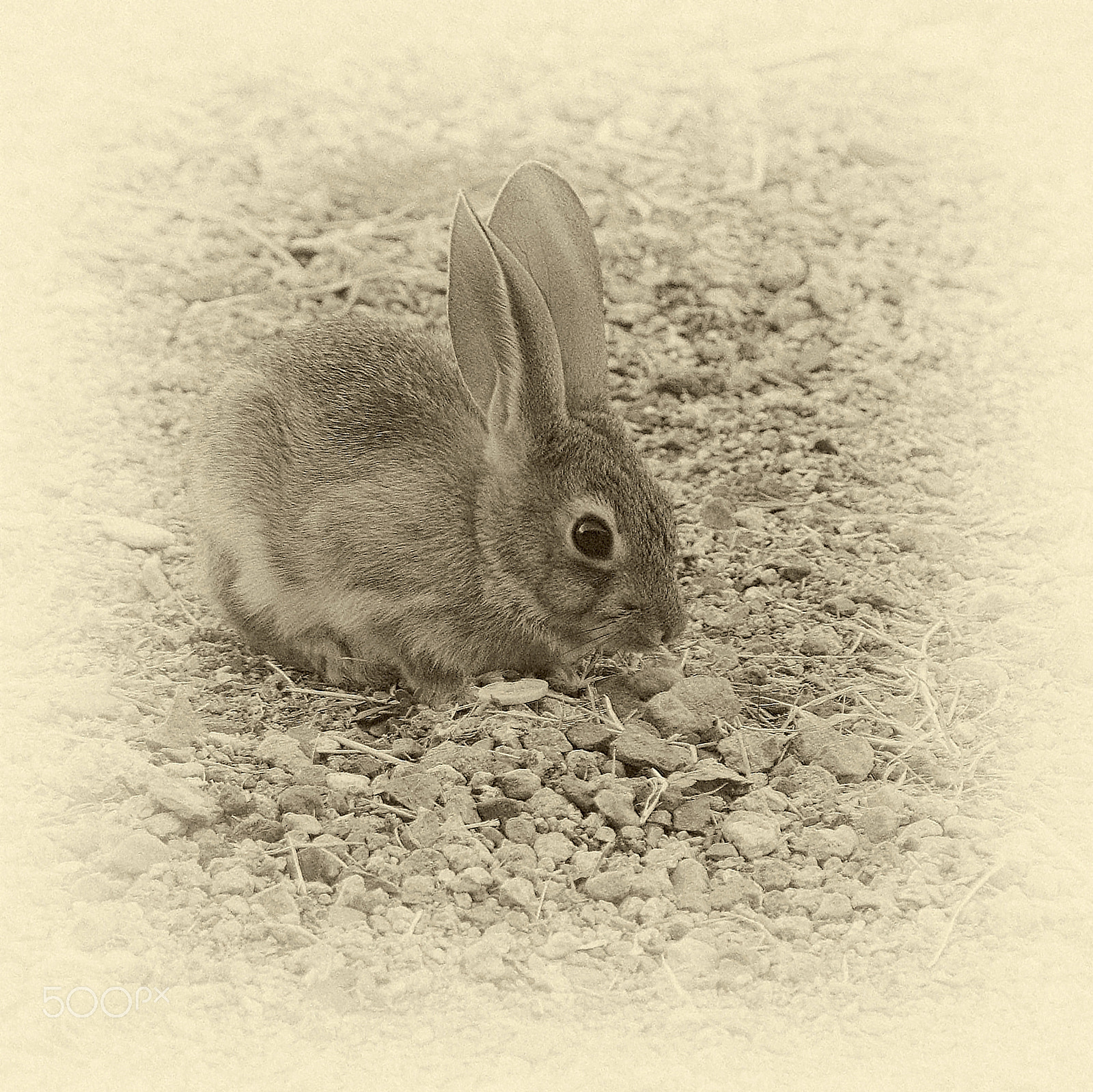Sony DT 55-300mm F4.5-5.6 SAM sample photo. Baby rabbit photography