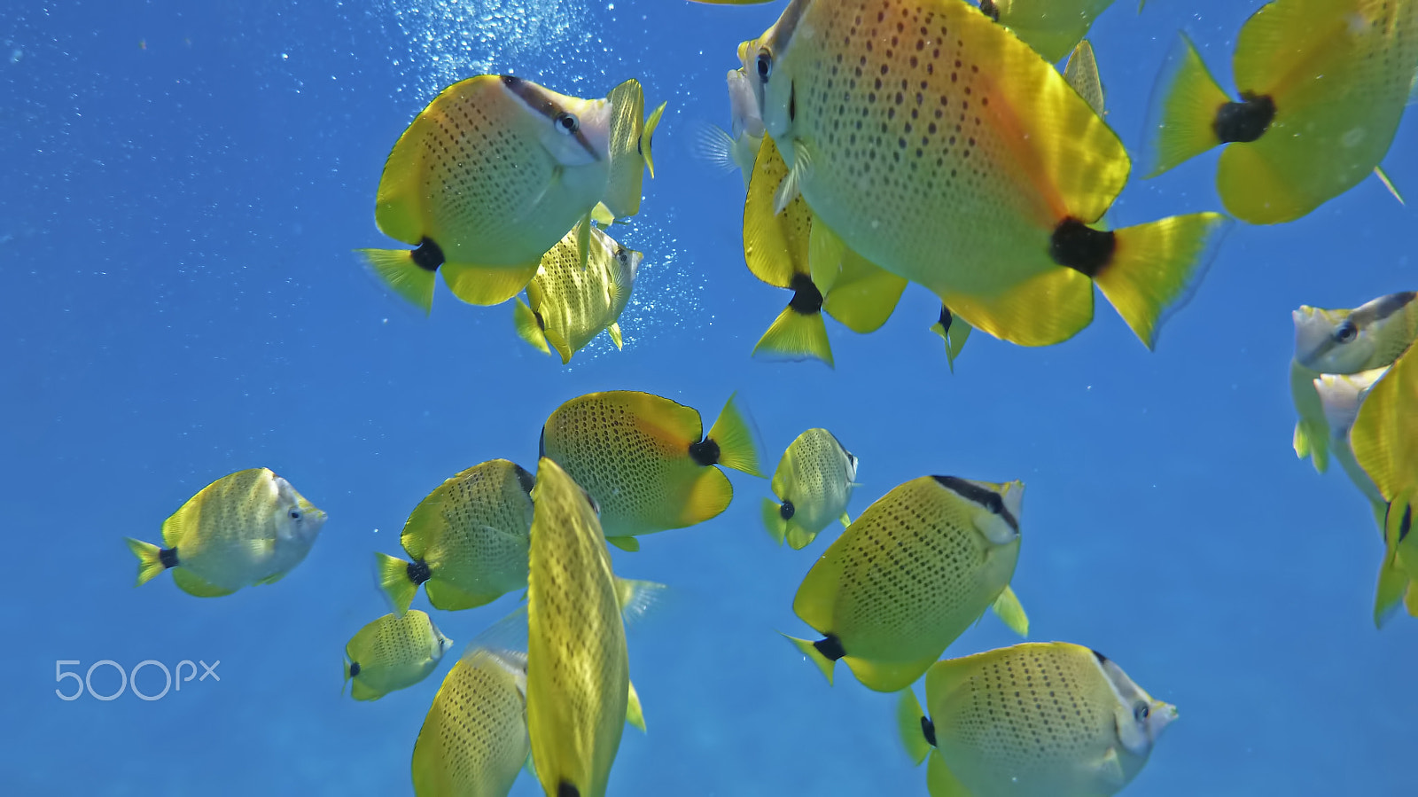 Panasonic DMC-TS3 sample photo. Colorful tropical fish feeding underwater photography