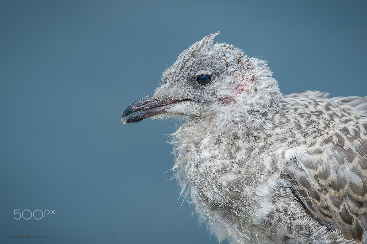 Nikon D3S + Nikon AF-S Nikkor 600mm F4G ED VR sample photo. Ring-billed gull photography