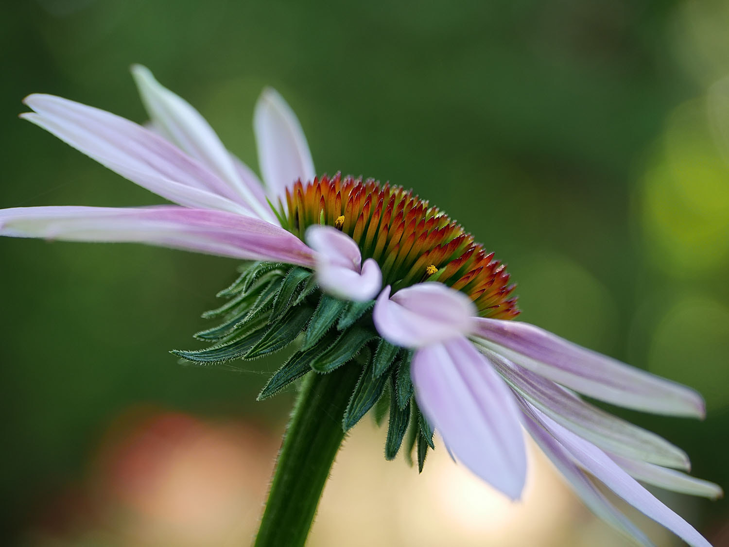 Panasonic Lumix DMC-G7 + Panasonic Lumix G Vario 45-200mm F4-5.6 OIS sample photo. Full bloom photography