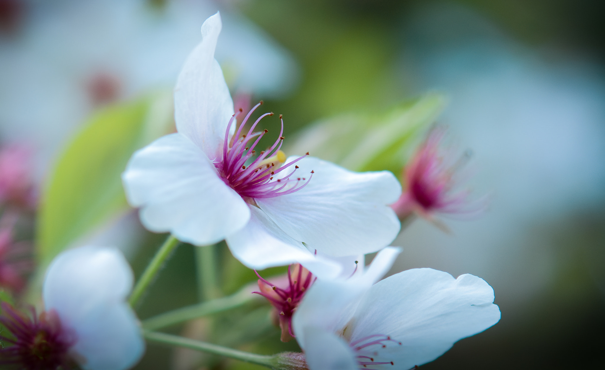 Nikon AF-S Micro-Nikkor 60mm F2.8G ED sample photo. Spring flowers photography