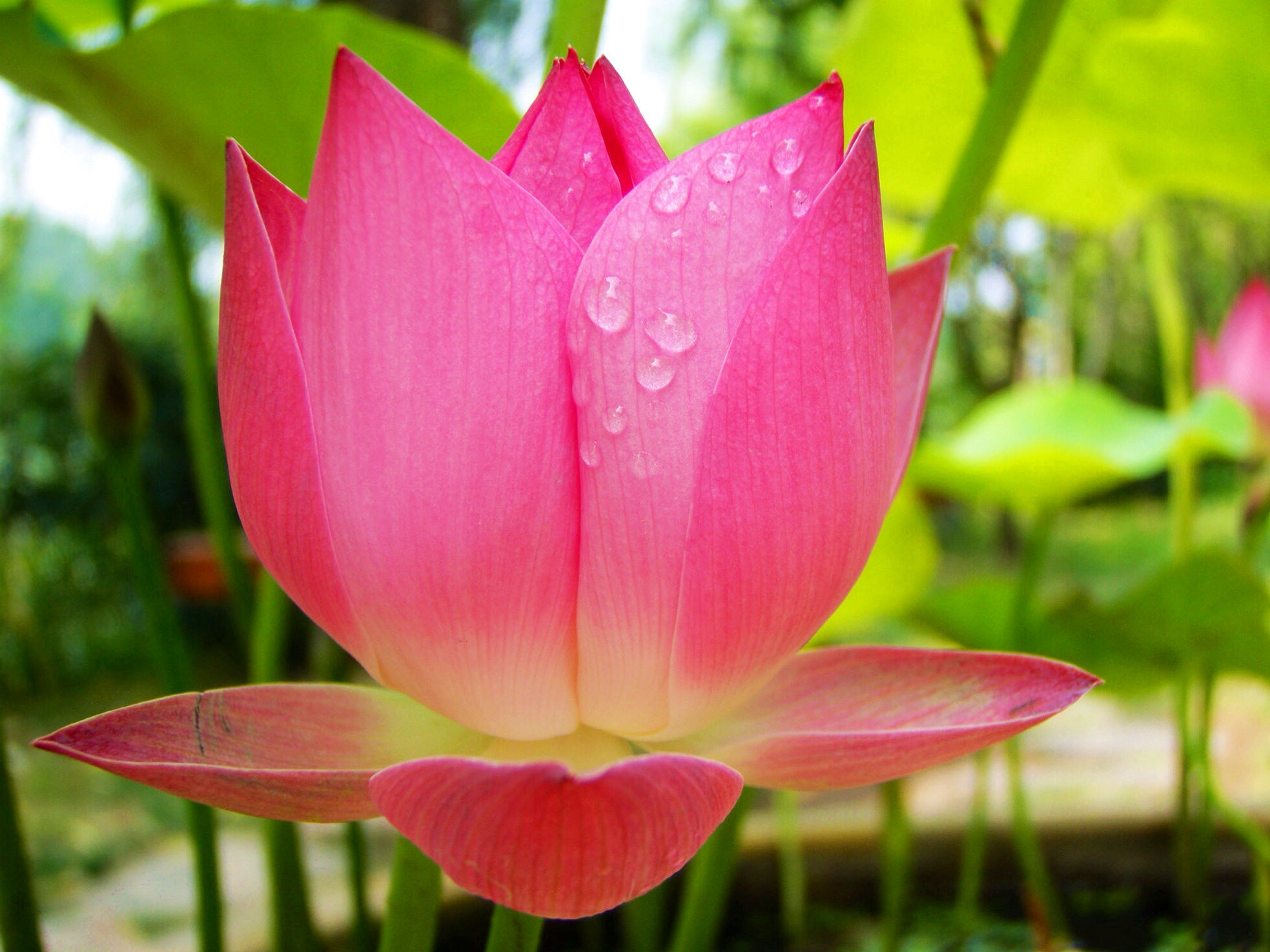 Olympus u1040,S1040 sample photo. Lotus photography