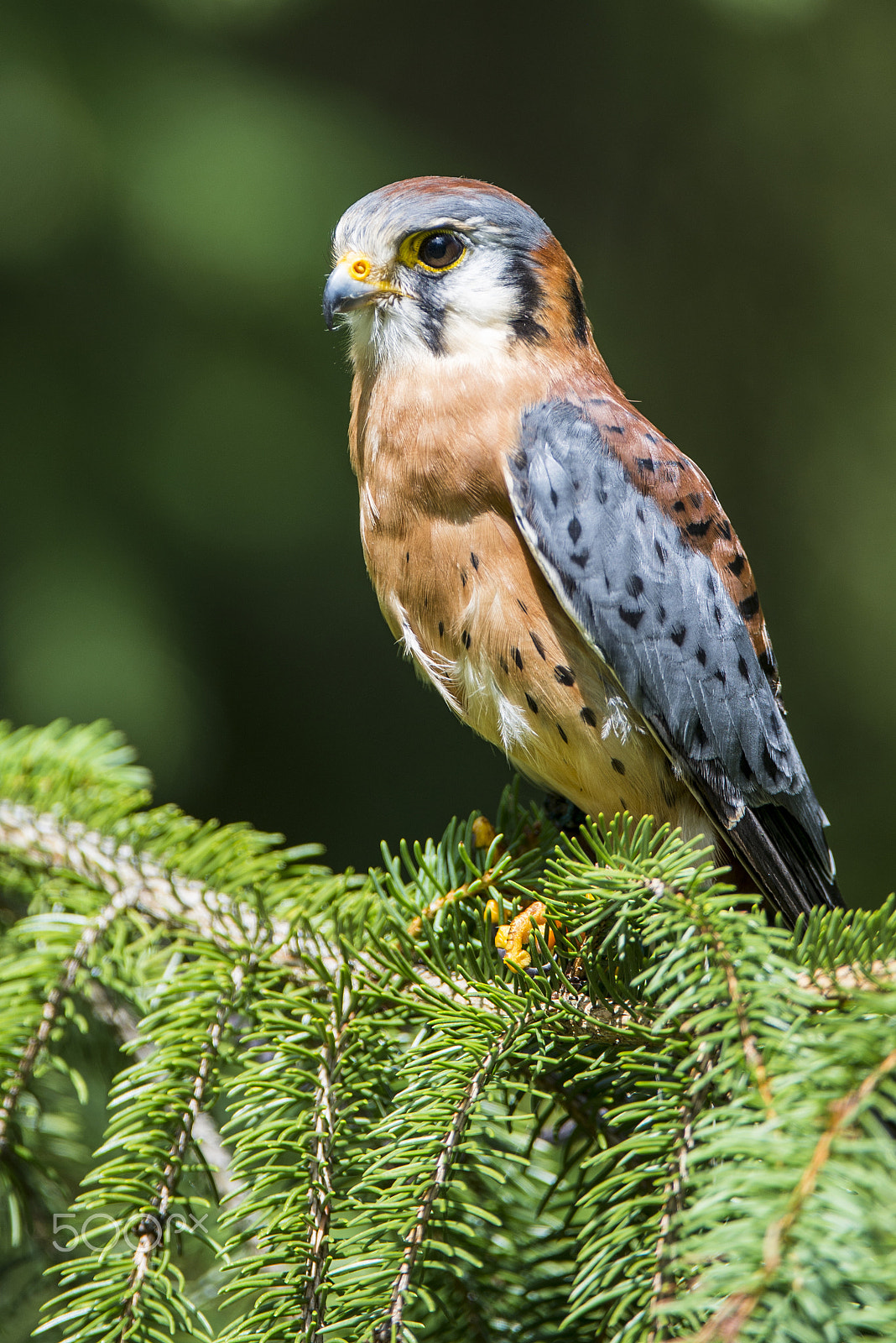 Nikon D600 sample photo. Raptors of north america photography