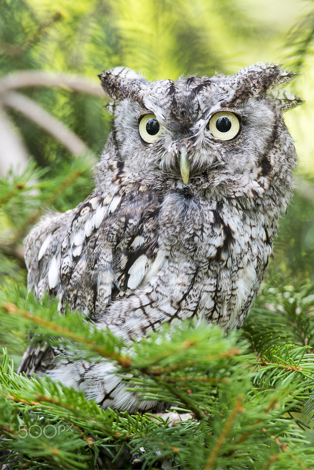 Nikon D600 sample photo. Raptors of north america photography