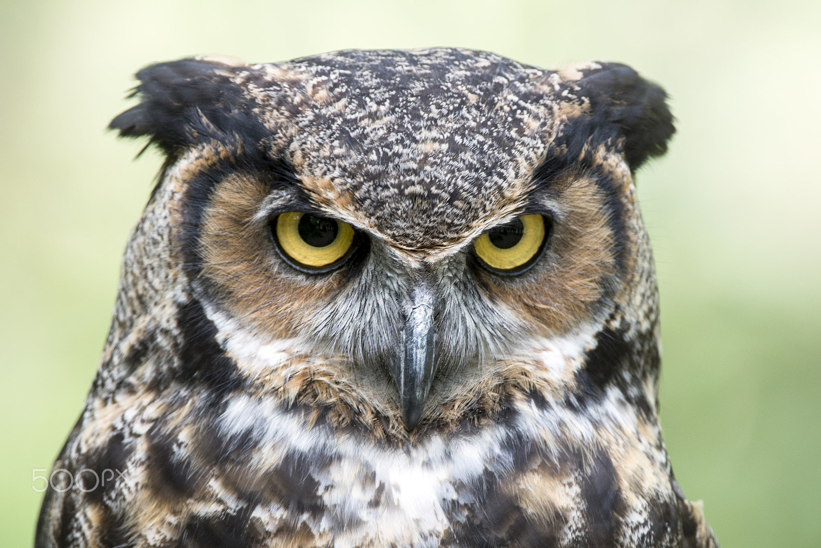 Nikon D600 sample photo. Raptors of north america photography