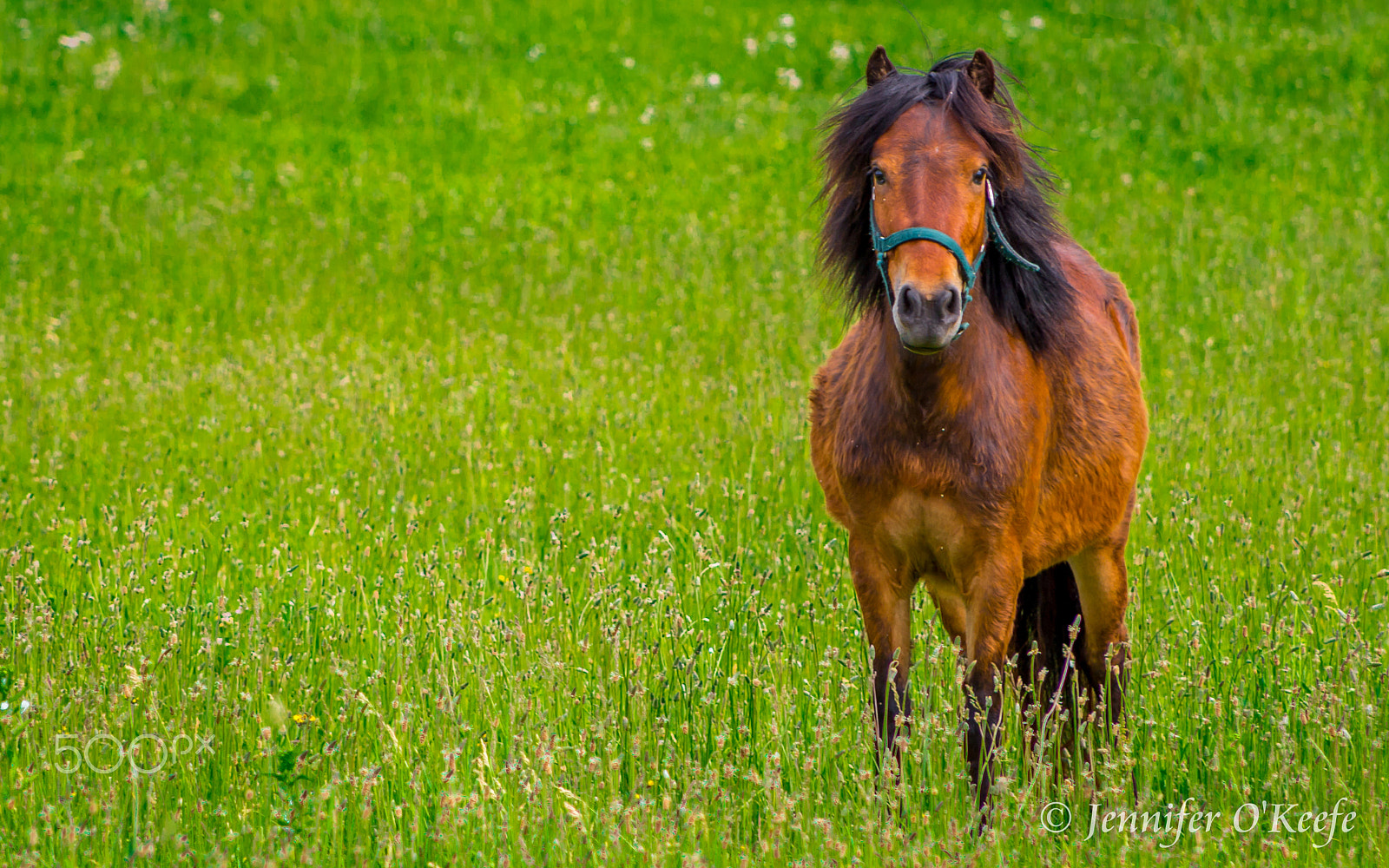 Canon EF 75-300mm f/4-5.6 USM sample photo. Wind in my hair photography