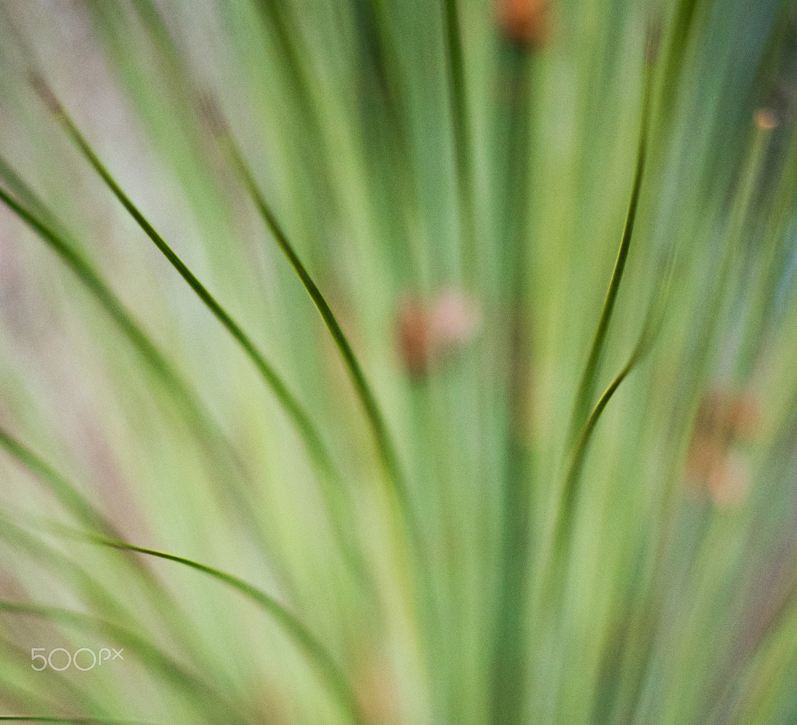 Pentax K-5 + Pentax smc DA 50mm F1.8 sample photo. Grasses photography