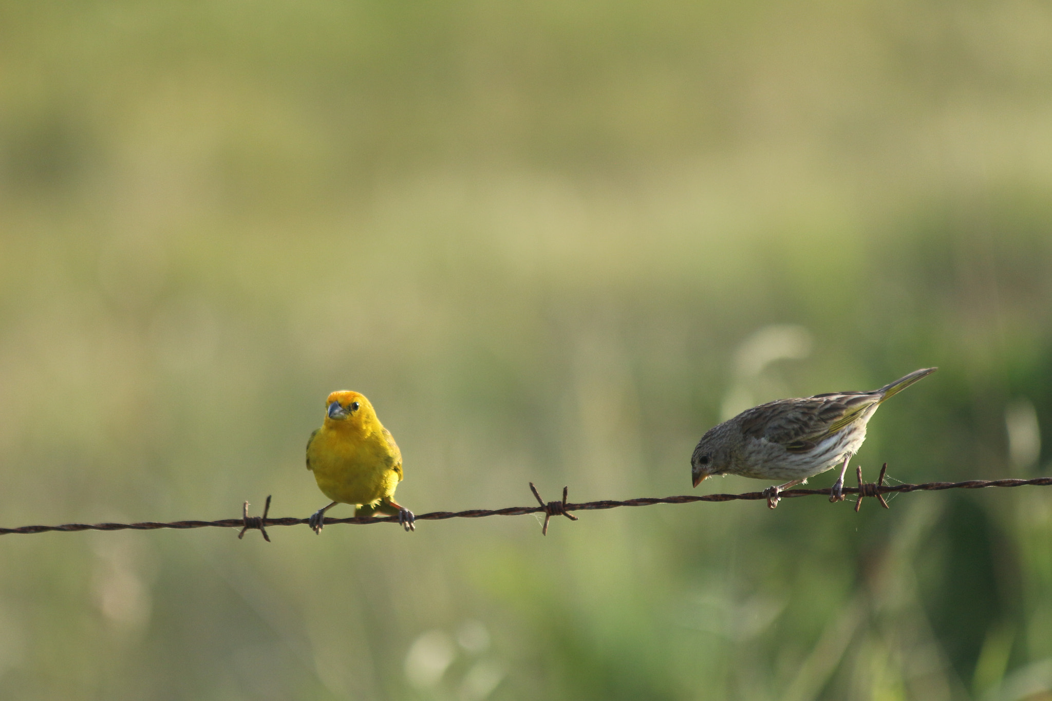 Canon EF 70-300mm F4-5.6 IS USM sample photo. Wild canaries photography