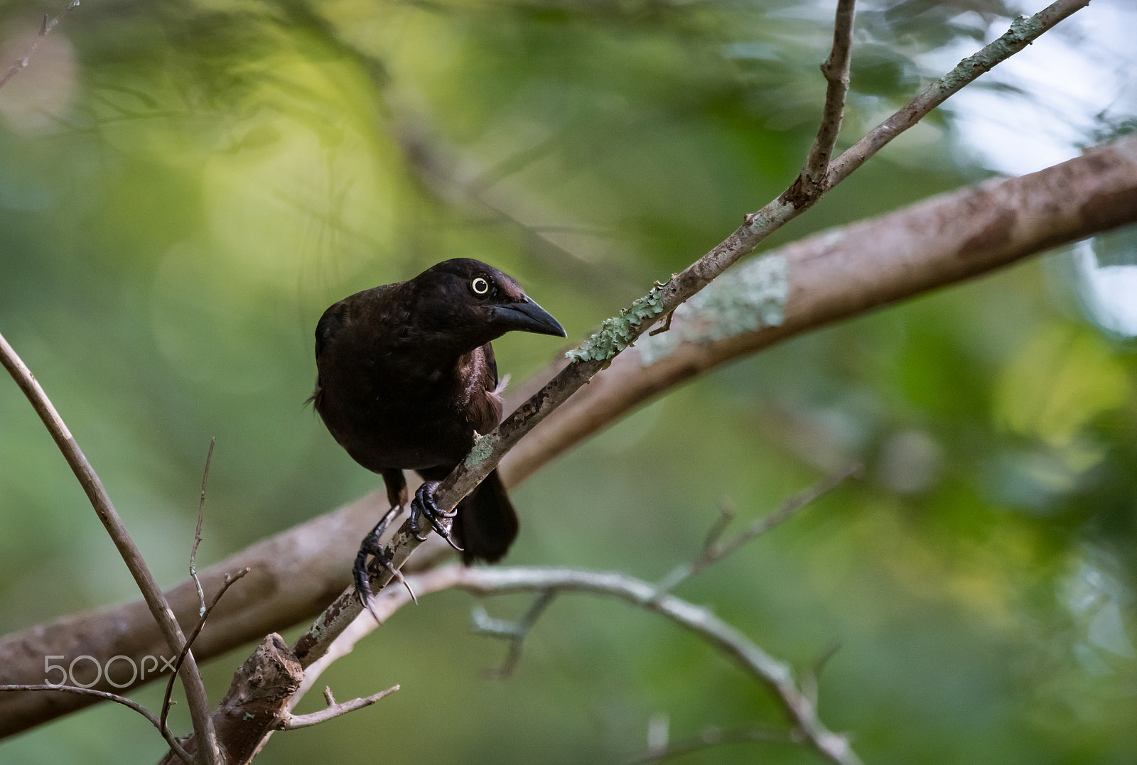 Sony a7R II + Sony 70-400mm F4-5.6 G SSM II sample photo. Black bird photography