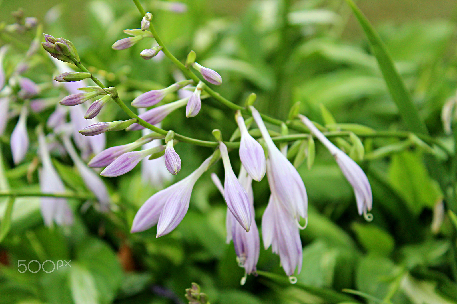 Canon EOS 600D (Rebel EOS T3i / EOS Kiss X5) + 18.0 - 55.0 mm sample photo. Purple beauties photography