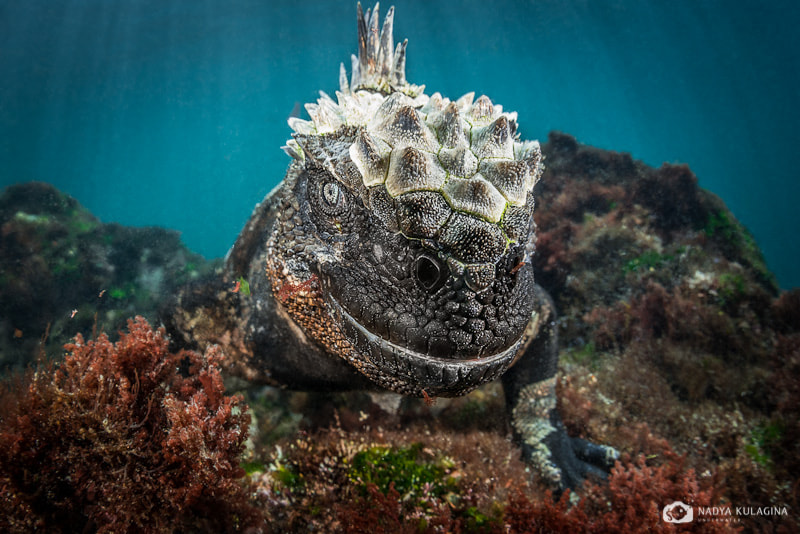 Nikon D800 + Sigma 15mm F2.8 EX DG Diagonal Fisheye sample photo. Godzilla photography