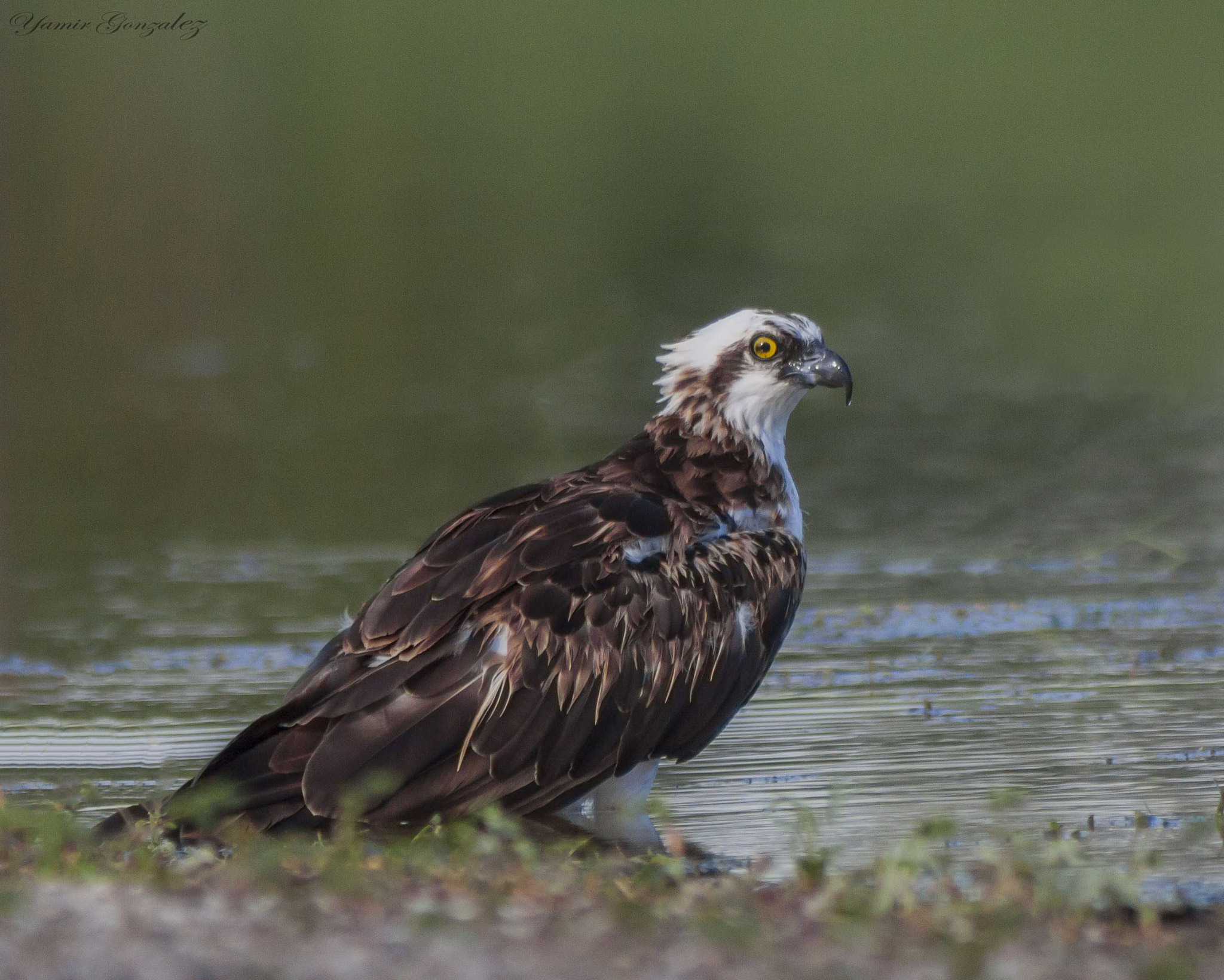 Canon EF 70-200mm F2.8L USM sample photo. Osprey (i can see you) photography