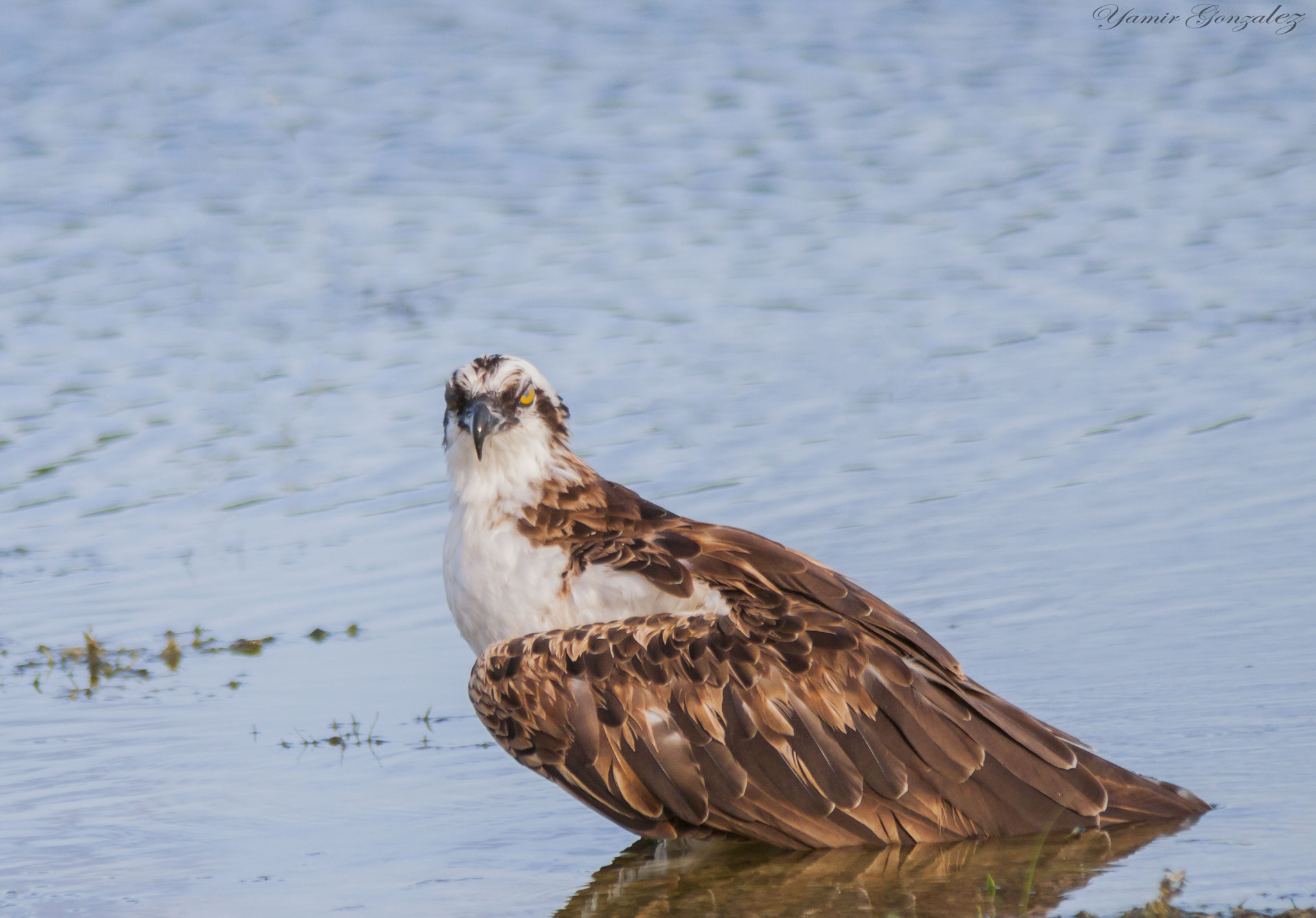 Canon EF 70-200mm F2.8L USM sample photo. Osprey(stinky eye) photography