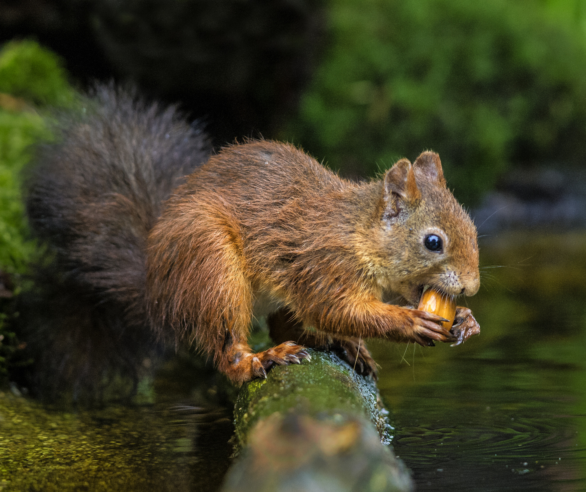 Olympus E-5 + OLYMPUS 300mm Lens sample photo. Squirrel with hazelnut photography