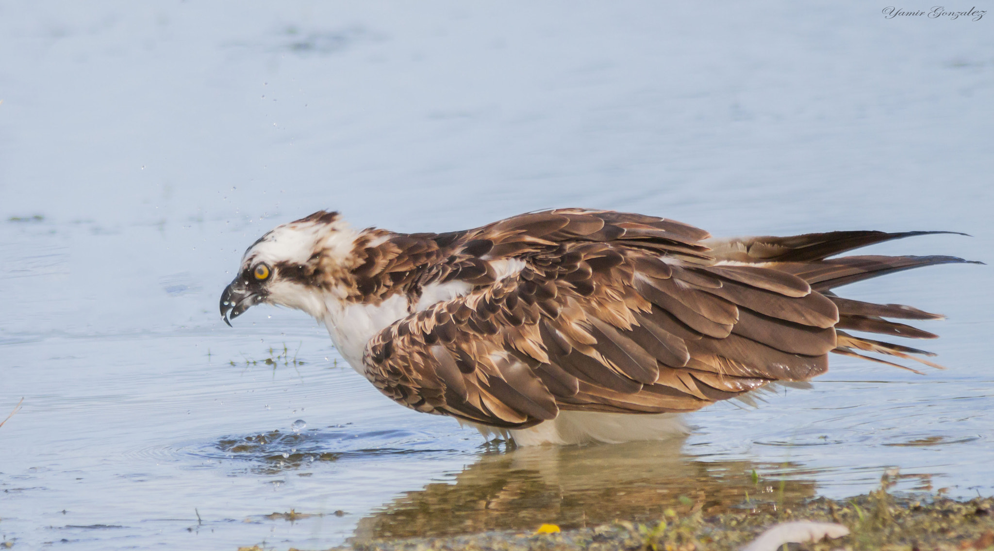 Canon EOS 50D + Canon EF 70-200mm F2.8L USM sample photo. Osprey having a drink after meal photography