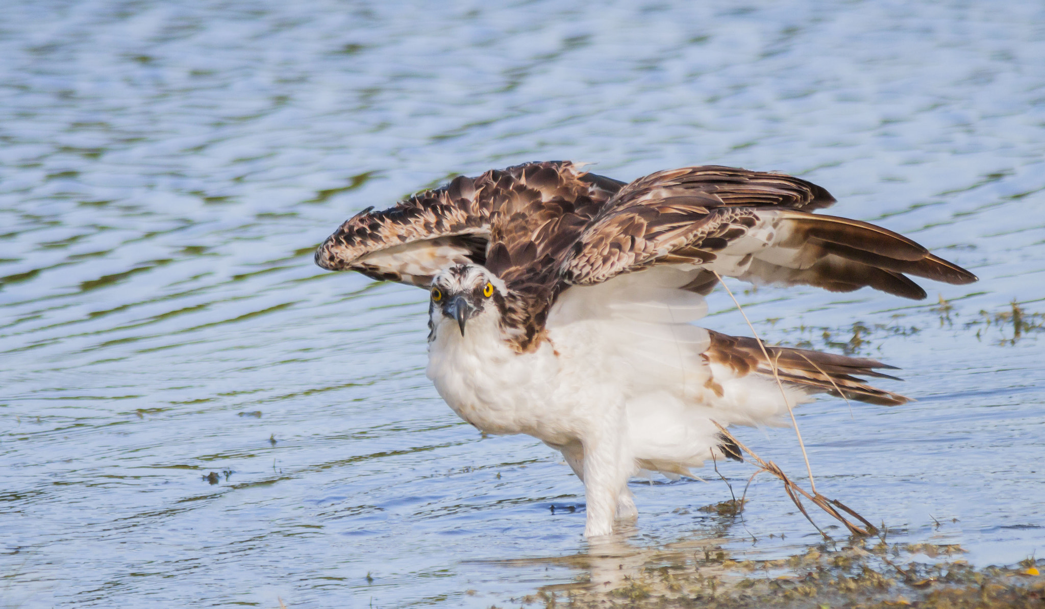 Canon EF 70-200mm F2.8L USM sample photo. Osprey flapping wings photography