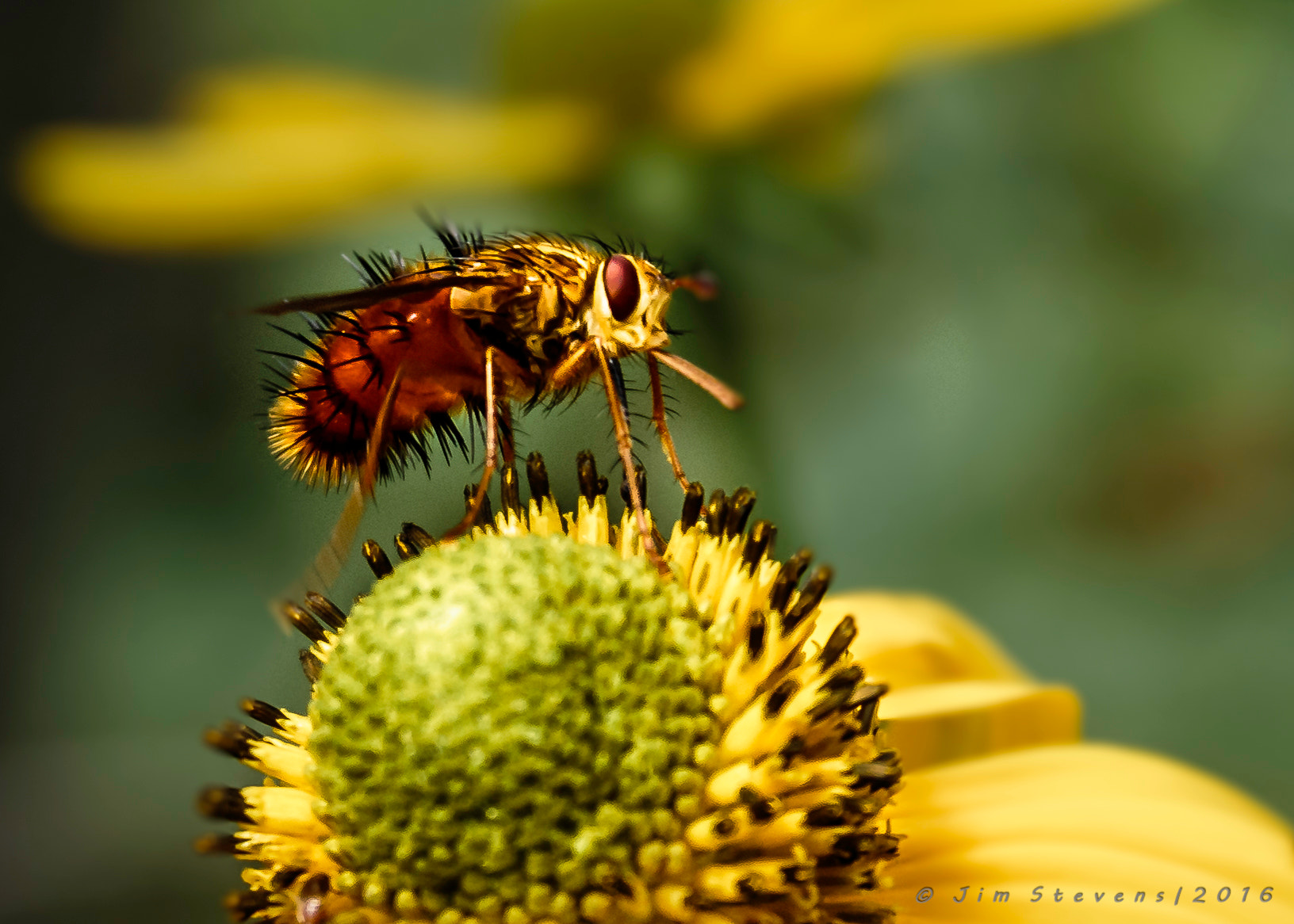 Canon EF 28-135mm F3.5-5.6 IS USM sample photo. Bee fly (bombylius major) photography