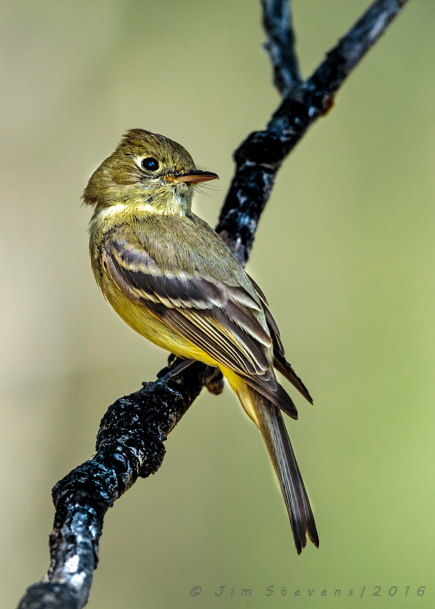 Canon EOS-1D X + Canon EF 600mm F4L IS USM sample photo. Cordilleran flycatcher photography