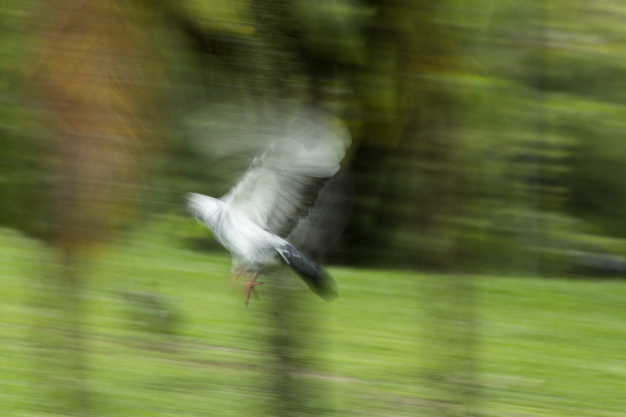 Canon EF 75-300mm F4.0-5.6 IS USM sample photo