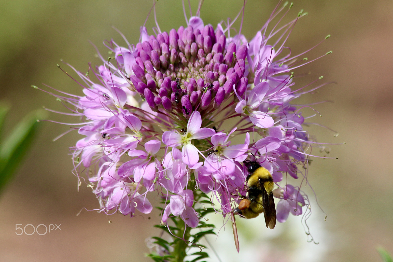 Canon EF 70-300mm F4-5.6 IS USM sample photo. Bee flower photography