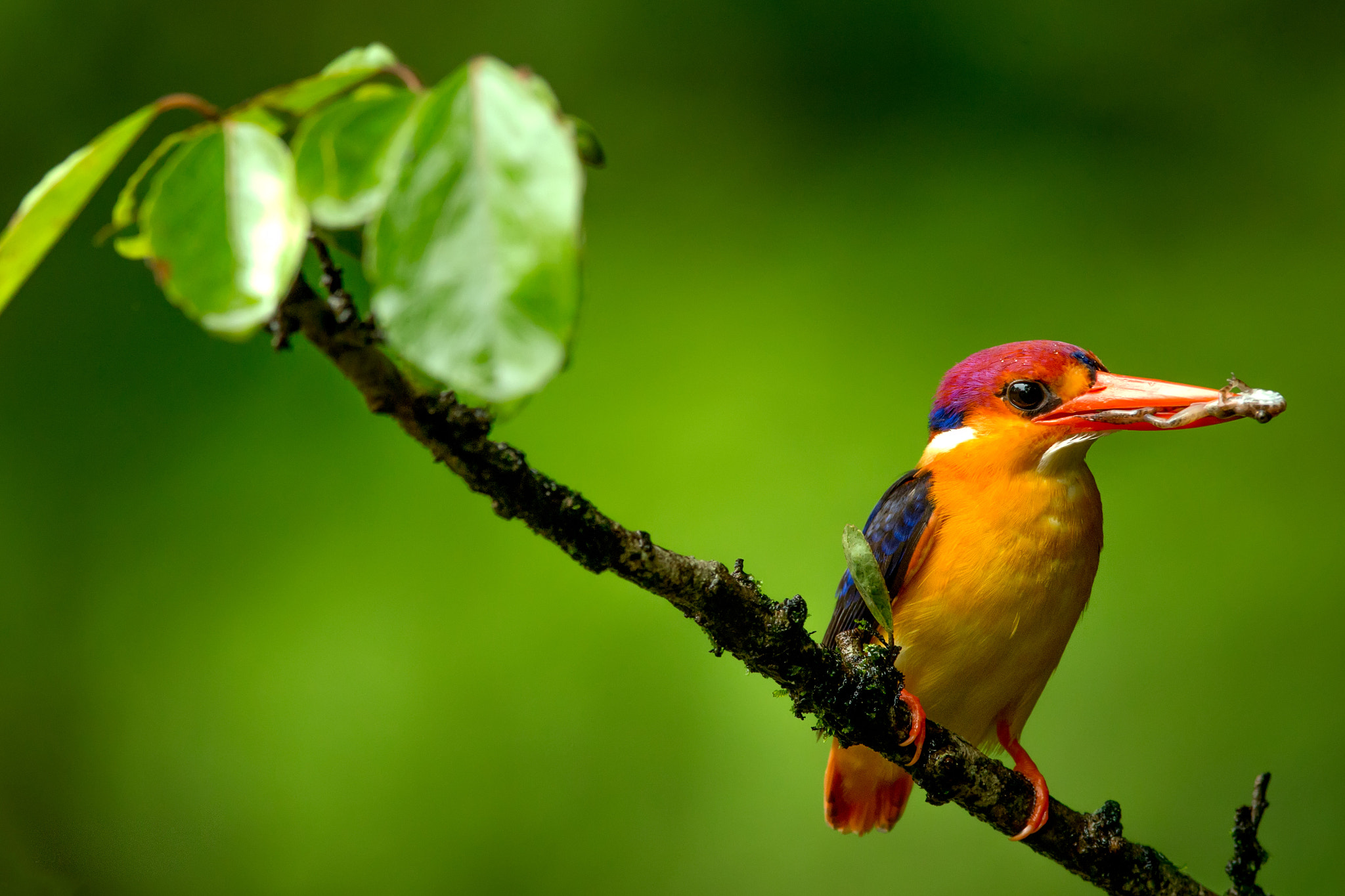 Canon EOS 70D + Canon EF 600mm f/4L IS sample photo. Oriental dwarf kingfisher photography
