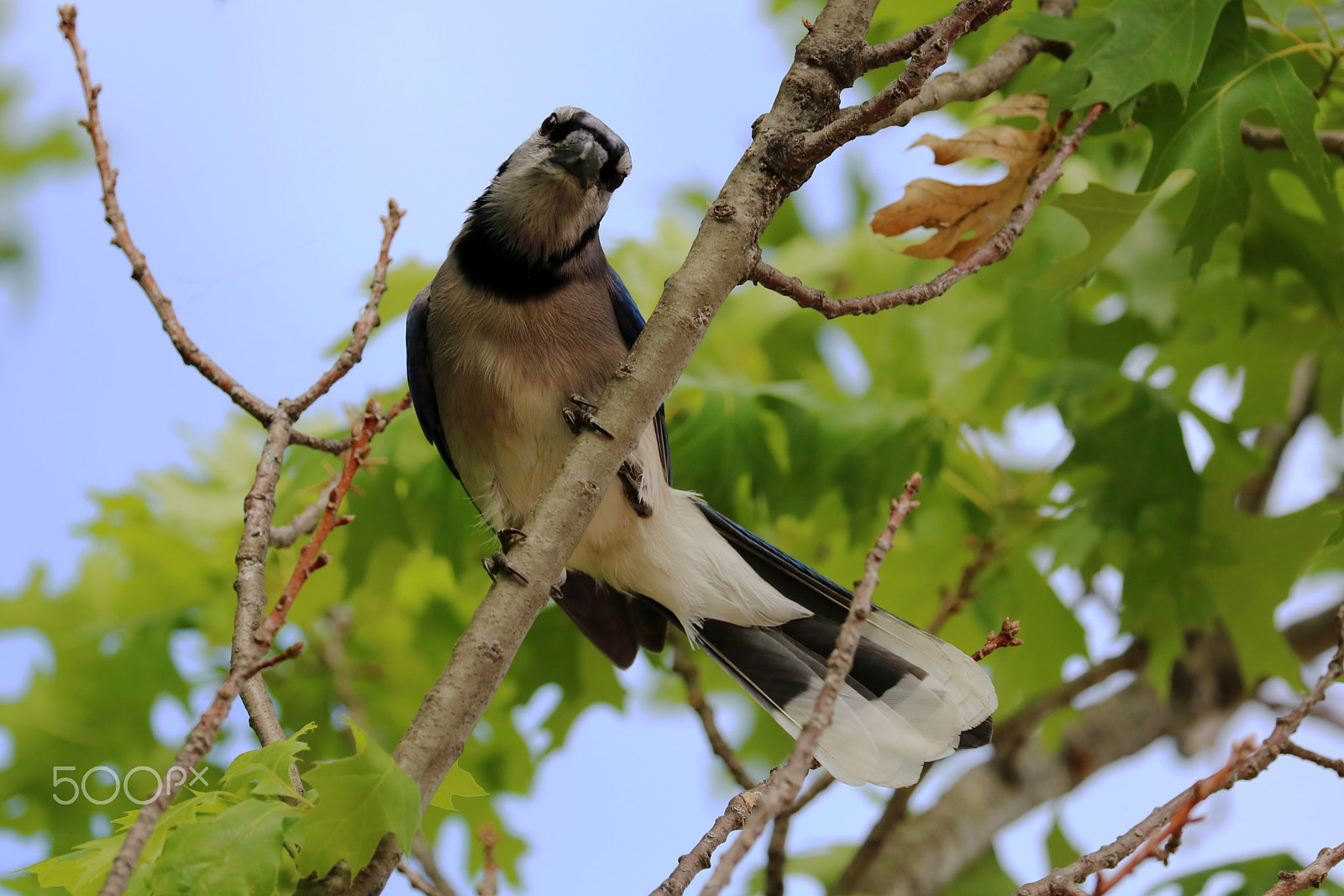 Canon EOS 760D (EOS Rebel T6s / EOS 8000D) sample photo. Blue jay 03 photography
