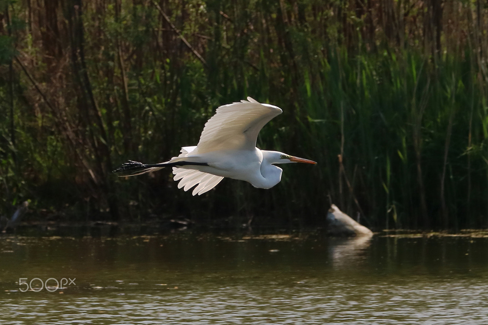 Canon EOS 760D (EOS Rebel T6s / EOS 8000D) sample photo. Great egret 01 photography