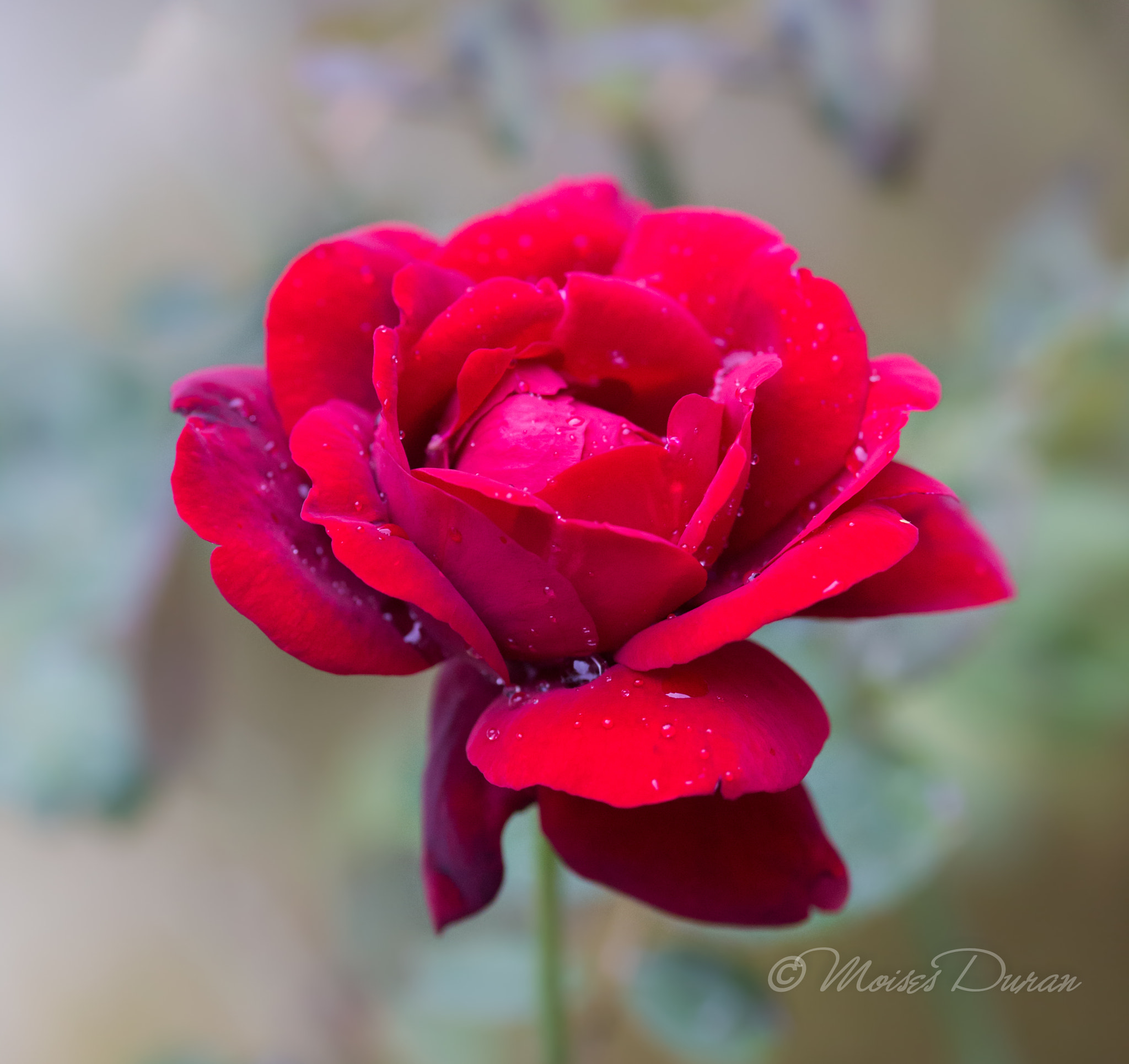 Canon EOS 6D + Sigma 105mm F2.8 EX DG Macro sample photo. Morning rain 1 photography