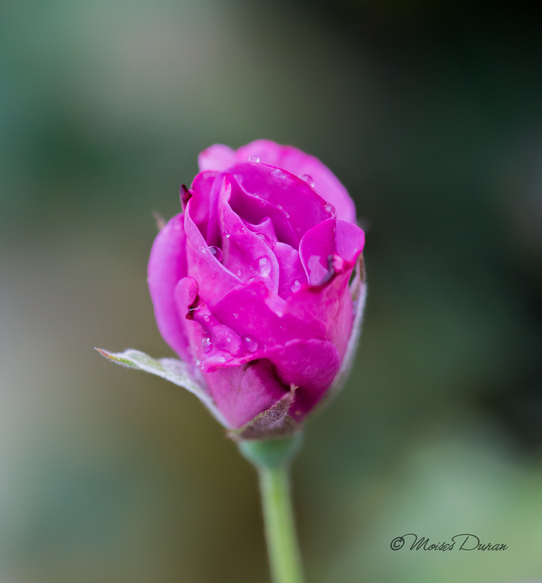 Canon EOS 6D + Sigma 105mm F2.8 EX DG Macro sample photo. Morning rain 2 photography