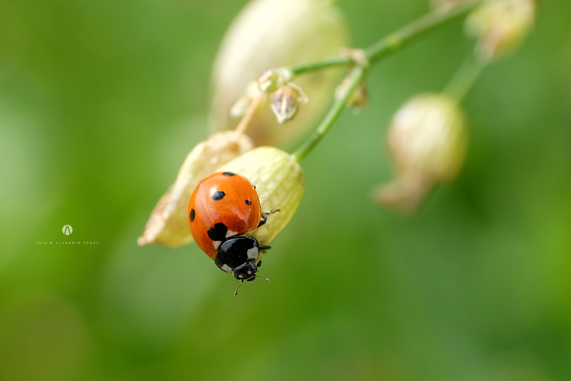 ZEISS Touit 50mm F2.8 sample photo. Lady bug photography