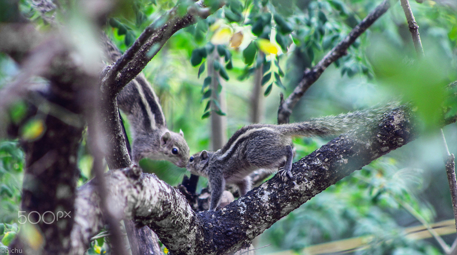 Canon EF 75-300mm f/4-5.6 USM sample photo. Squirrels photography