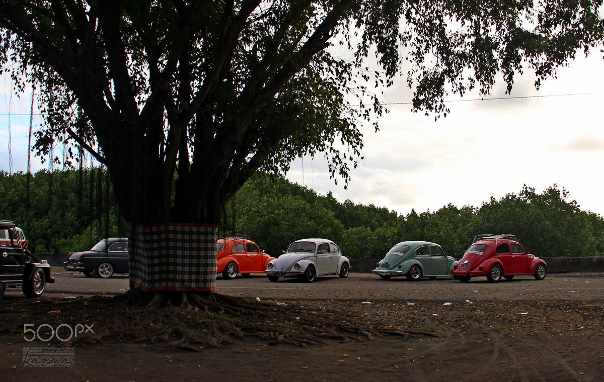 Canon EOS 650D (EOS Rebel T4i / EOS Kiss X6i) sample photo. Beetle and family photography