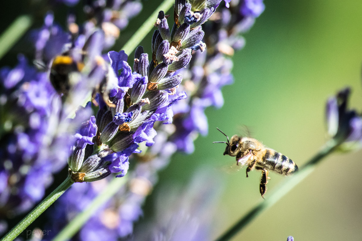 Nikon D5 sample photo. Bee in flight photography
