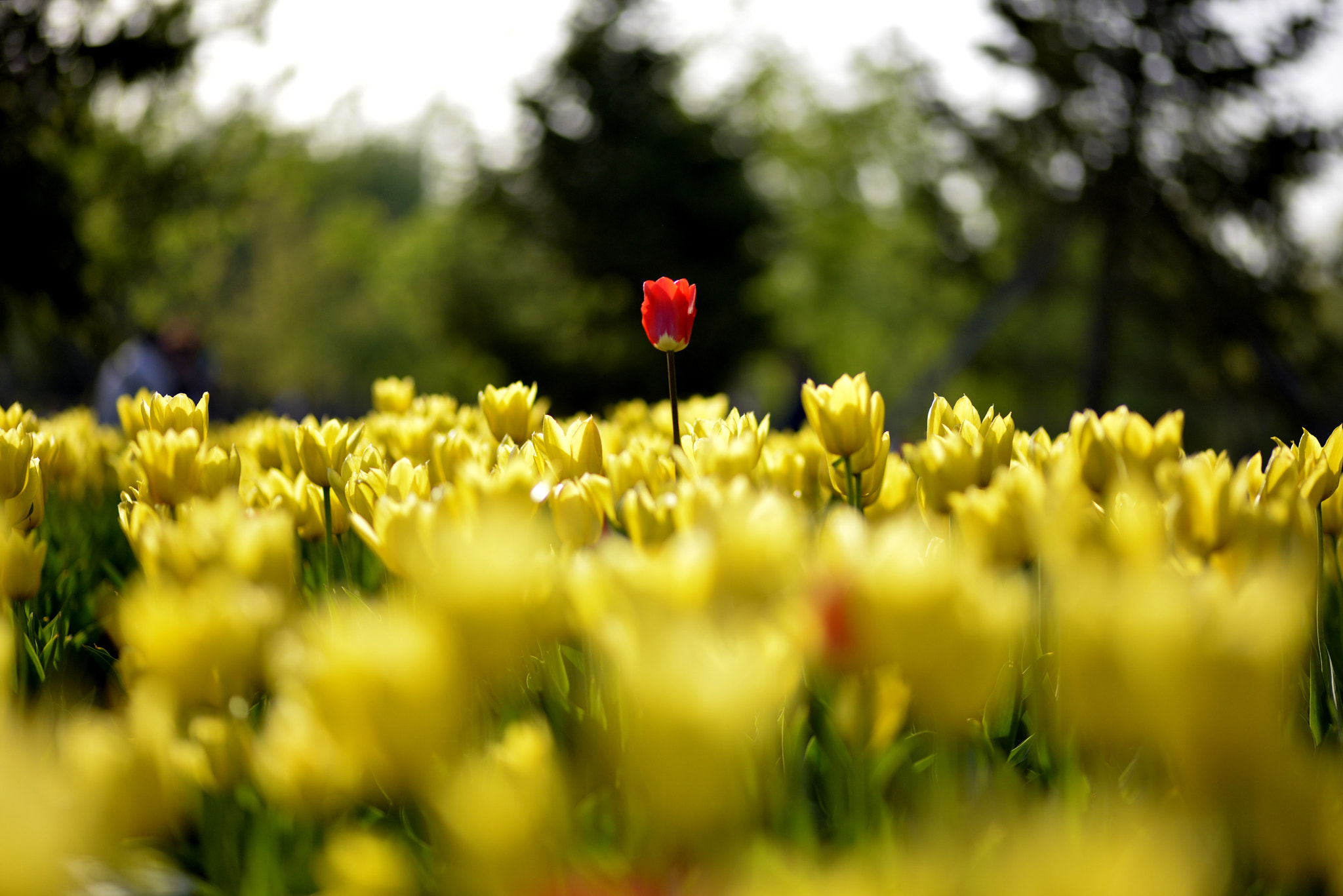 ZEISS Makro-Planar T* 100mm F2 sample photo. 郁金香 photography
