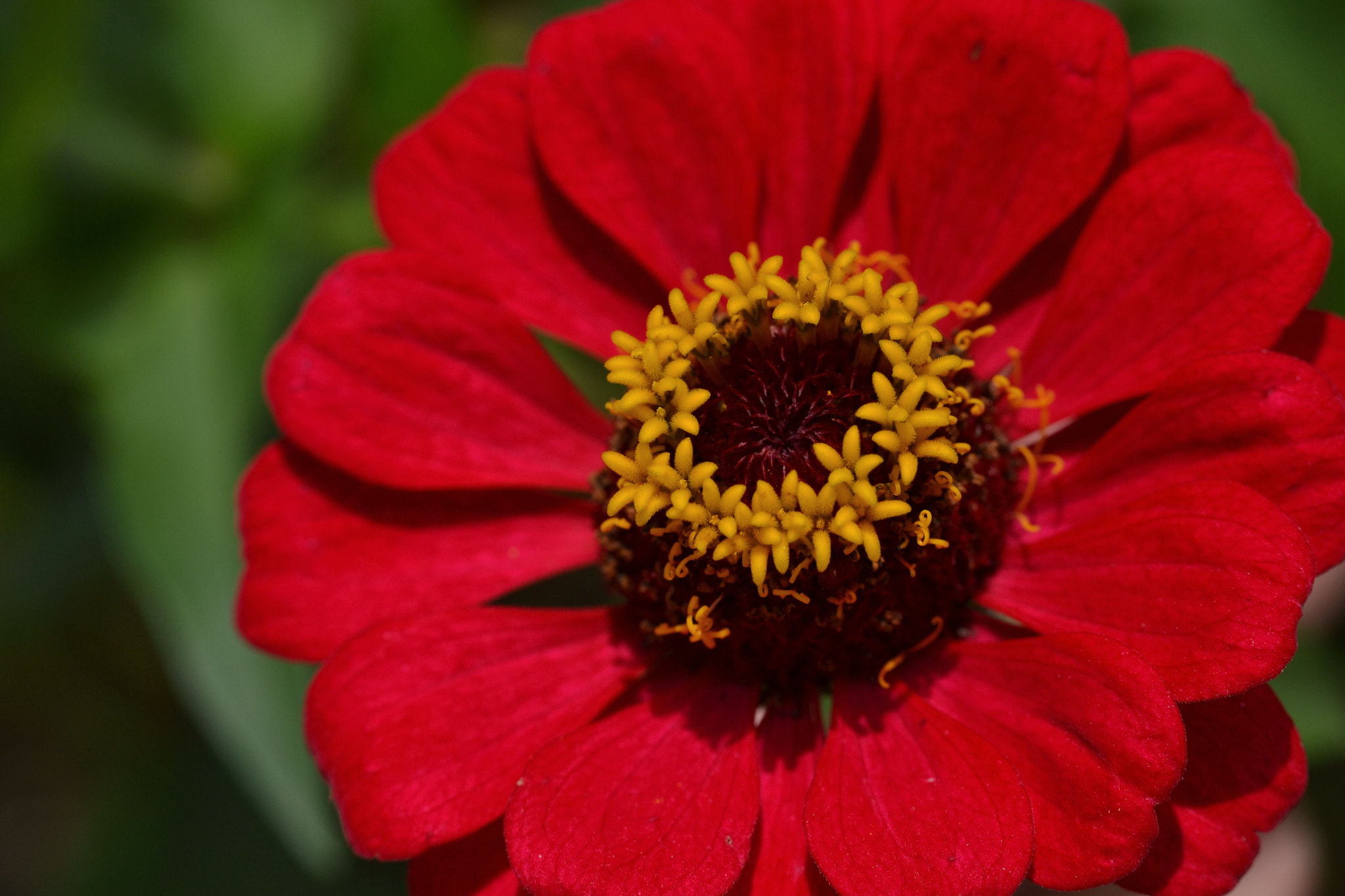 Nikon D3100 sample photo. Flor pétalos y corona amarilla photography