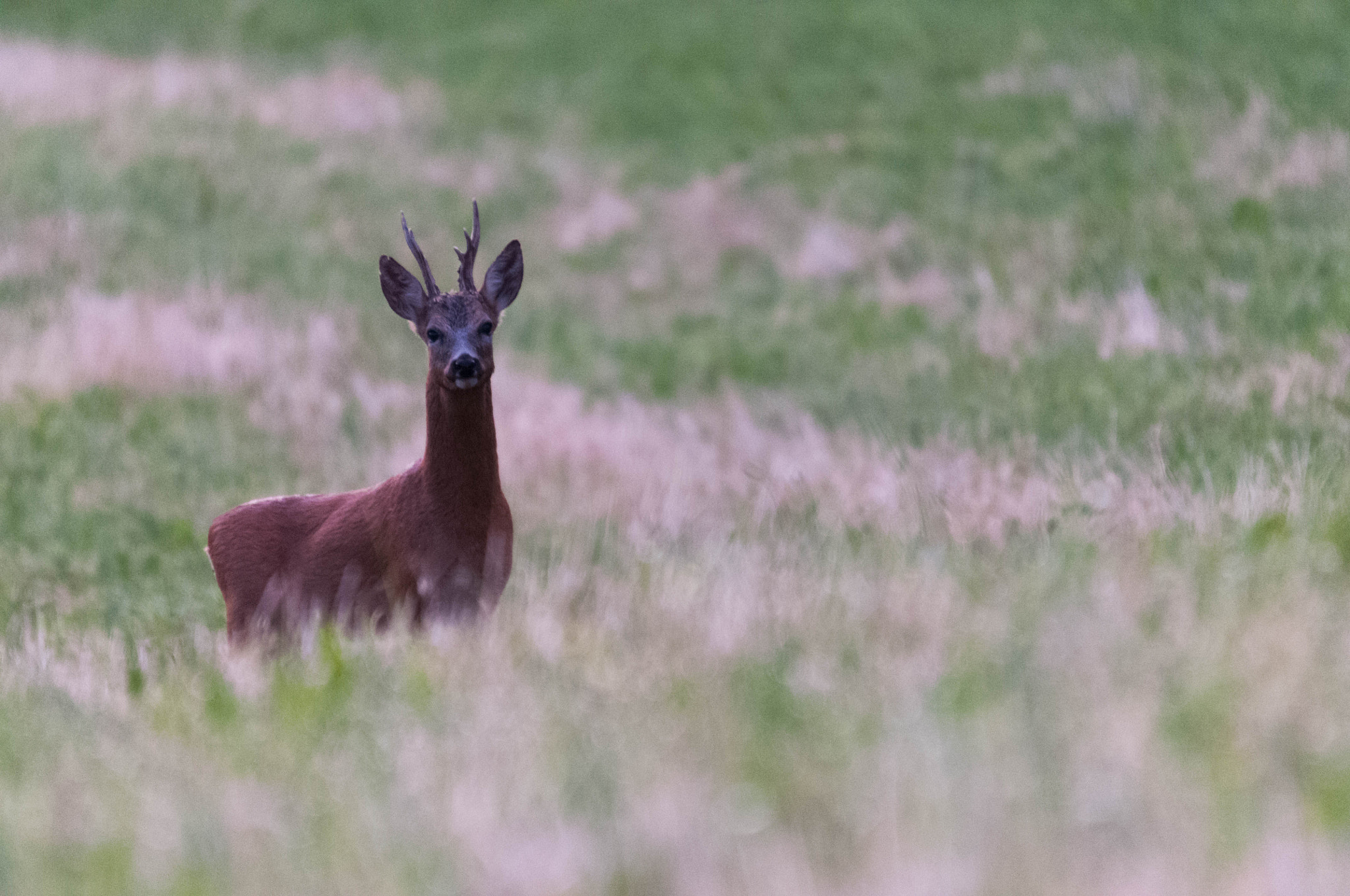 Sigma 120-400mm F4.5-5.6 DG OS HSM sample photo. Chevreuil photography
