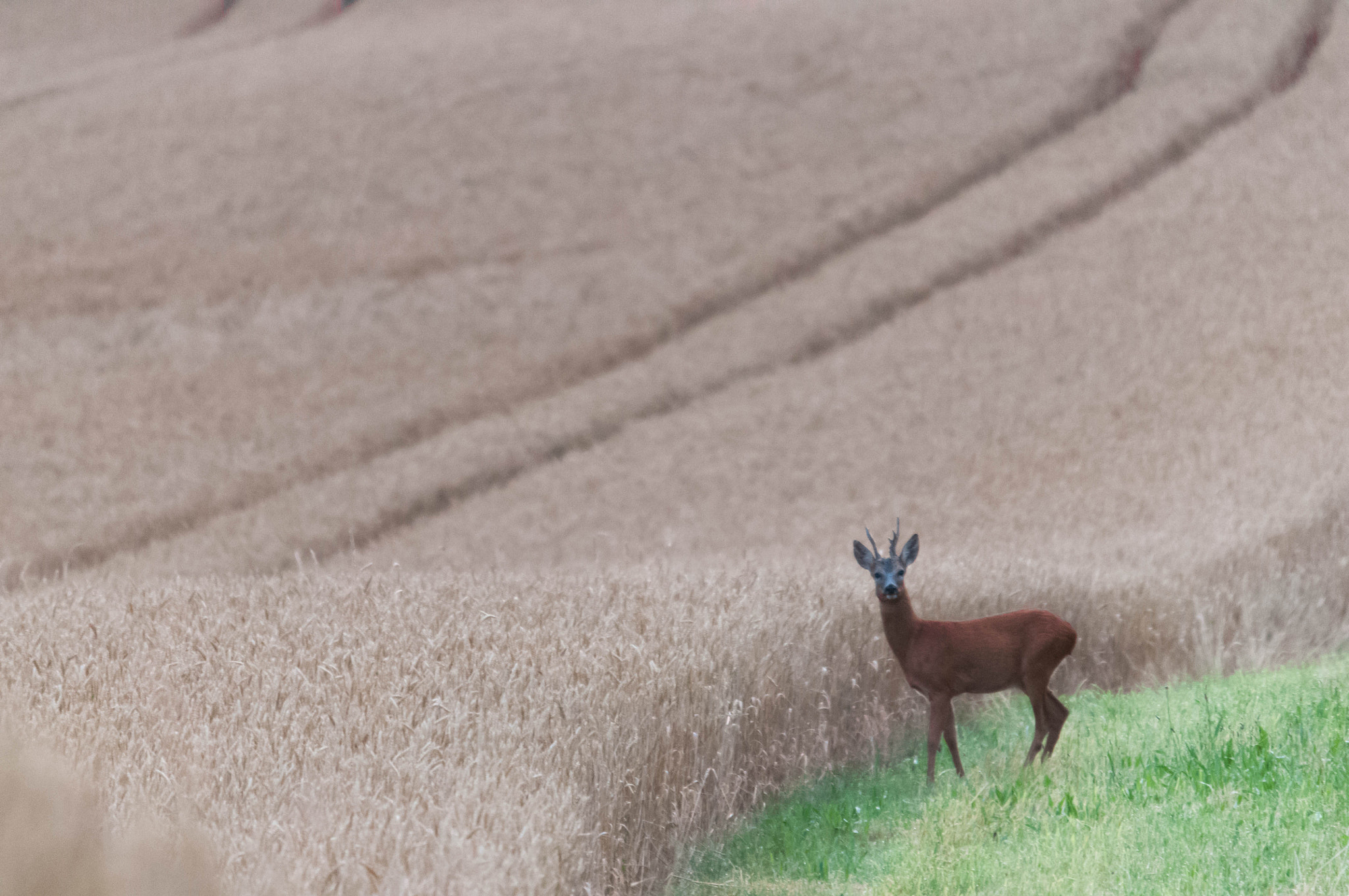 Sigma 120-400mm F4.5-5.6 DG OS HSM sample photo. Chevreuil photography